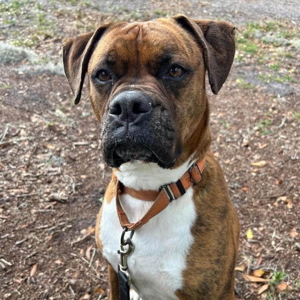 Enlarge Allman, a Adoptable Boxer in Sarasota, FL image 3/6
