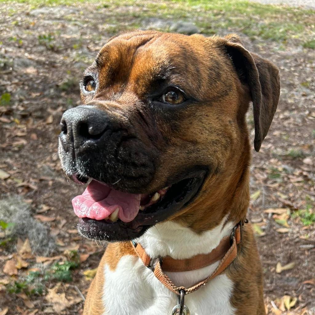 Enlarge Allman, a Adoptable Boxer in Sarasota, FL image 5/6