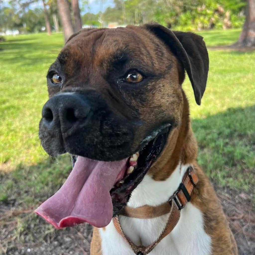 Enlarge Allman, a Adoptable Boxer in Sarasota, FL image 6/6