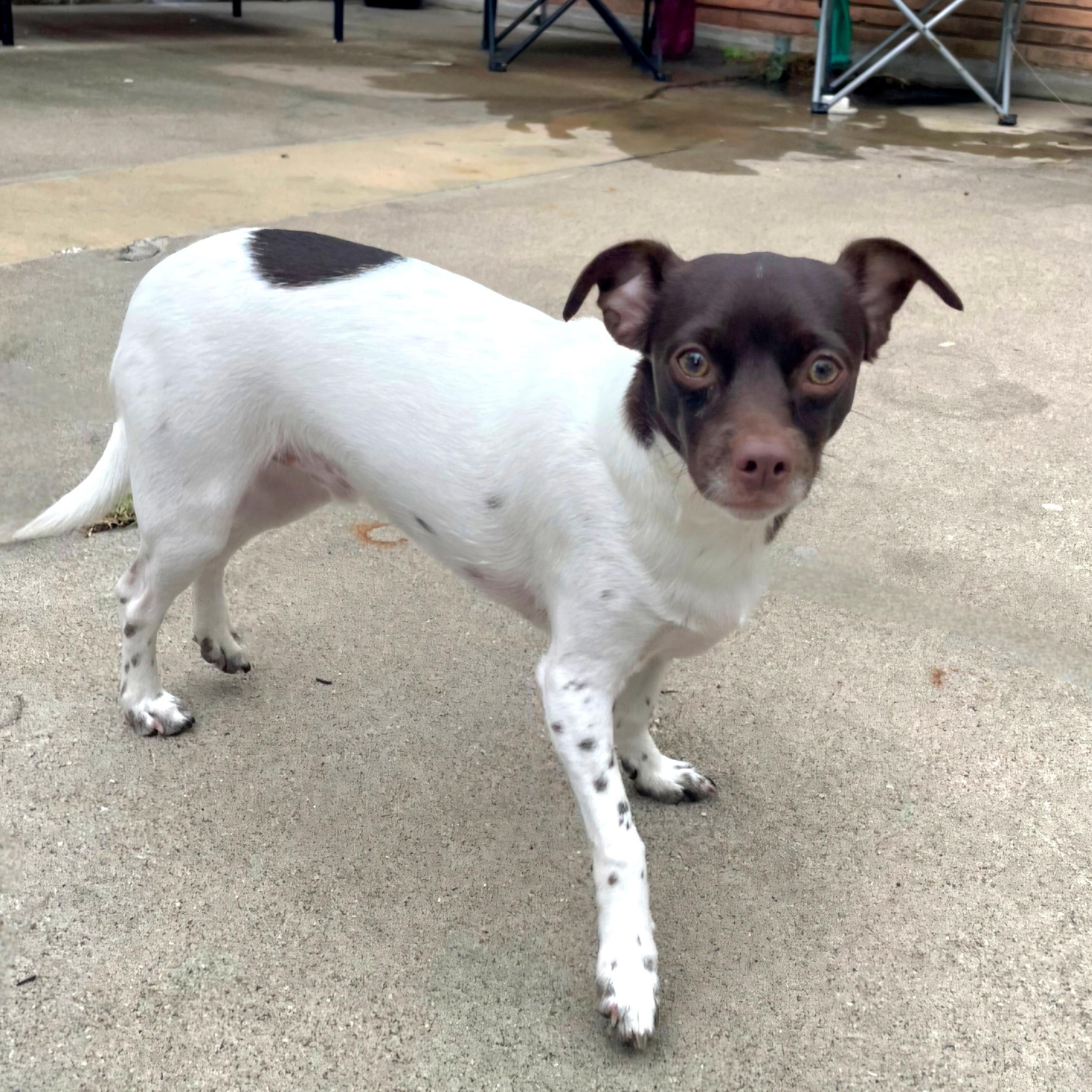 Brownie — thumbnail 2