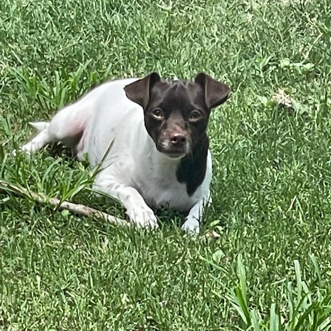 Brownie — thumbnail 5