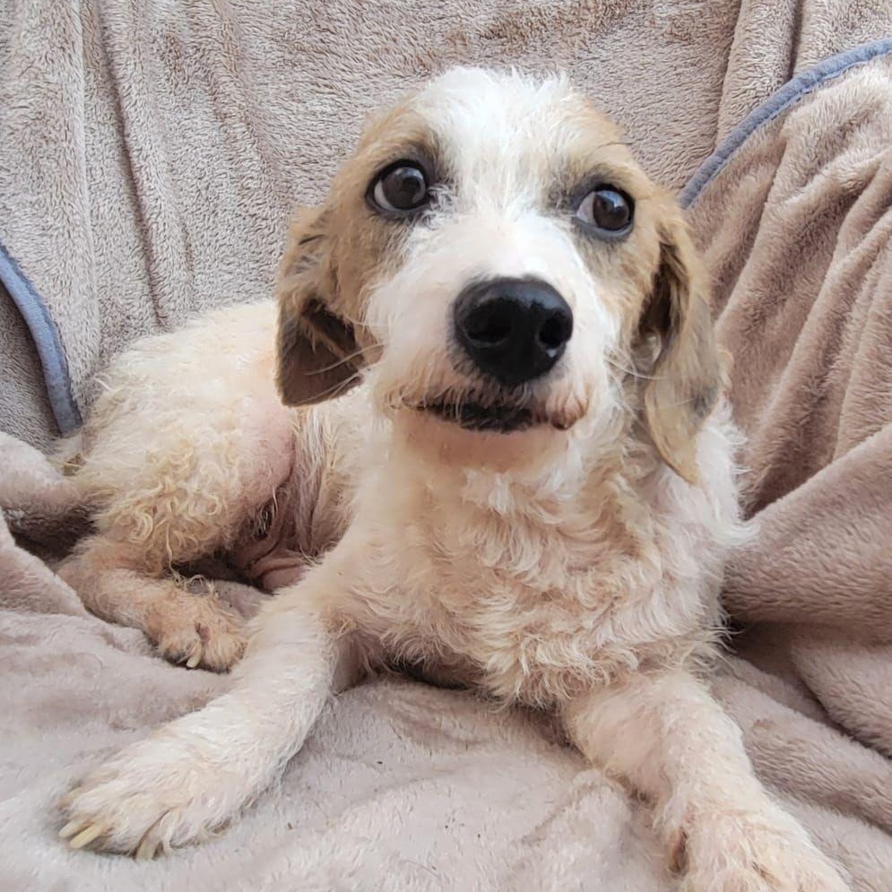 Spencer, a Adoptable mixed breed in Sherwood, OR image 3/6