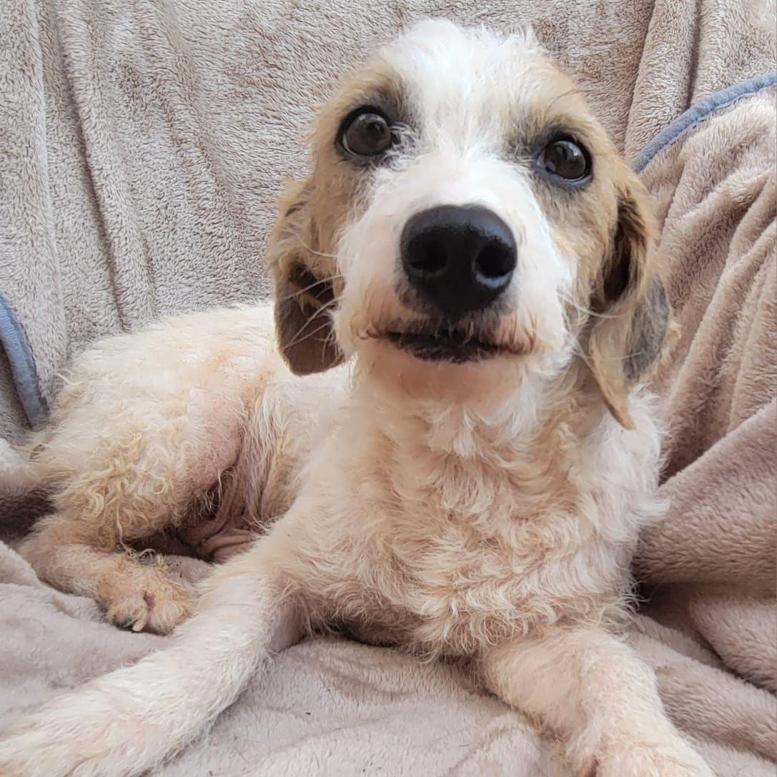 Spencer, a Adoptable mixed breed in Sherwood, OR image 5/6