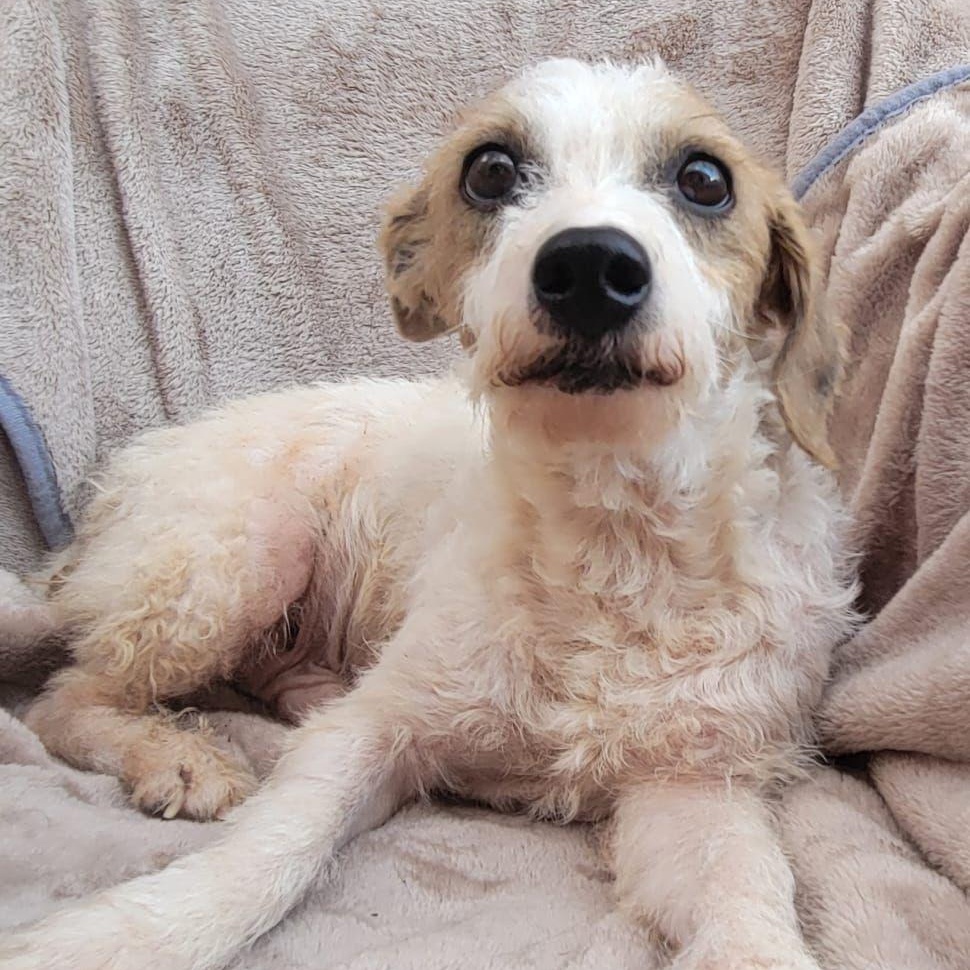 Spencer, a Adoptable mixed breed in Sherwood, OR image 2/6