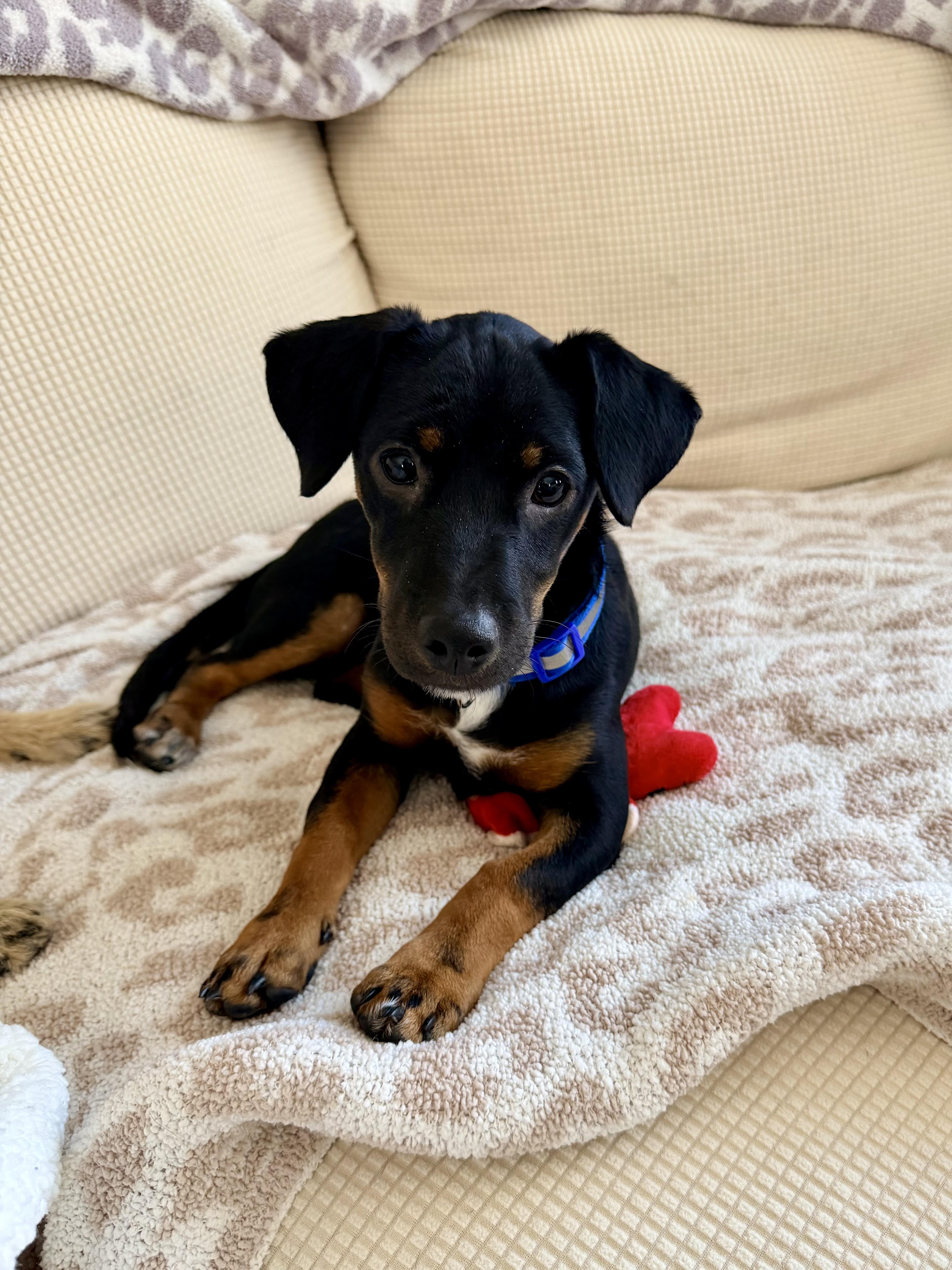 Enlarge Rover, an adopted mixed breed in Falls Church, VA image 1/6