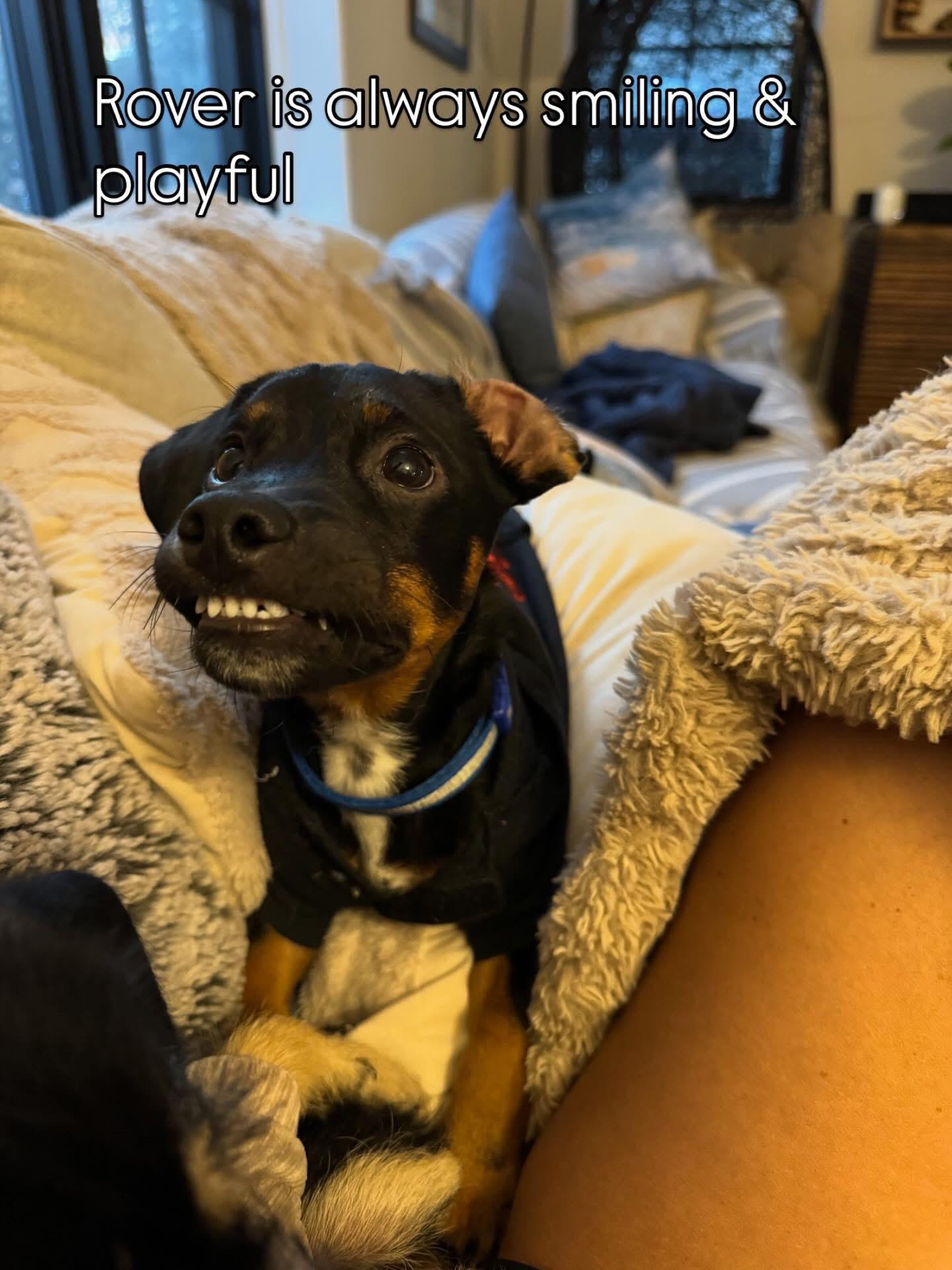 Enlarge Rover, an adopted mixed breed in Falls Church, VA image 3/6