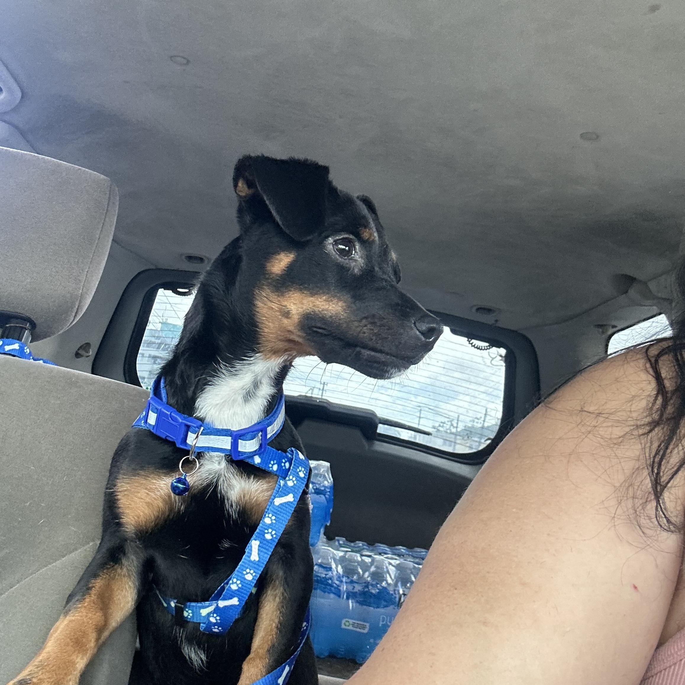 Enlarge Rover, an adopted mixed breed in Falls Church, VA image 4/6