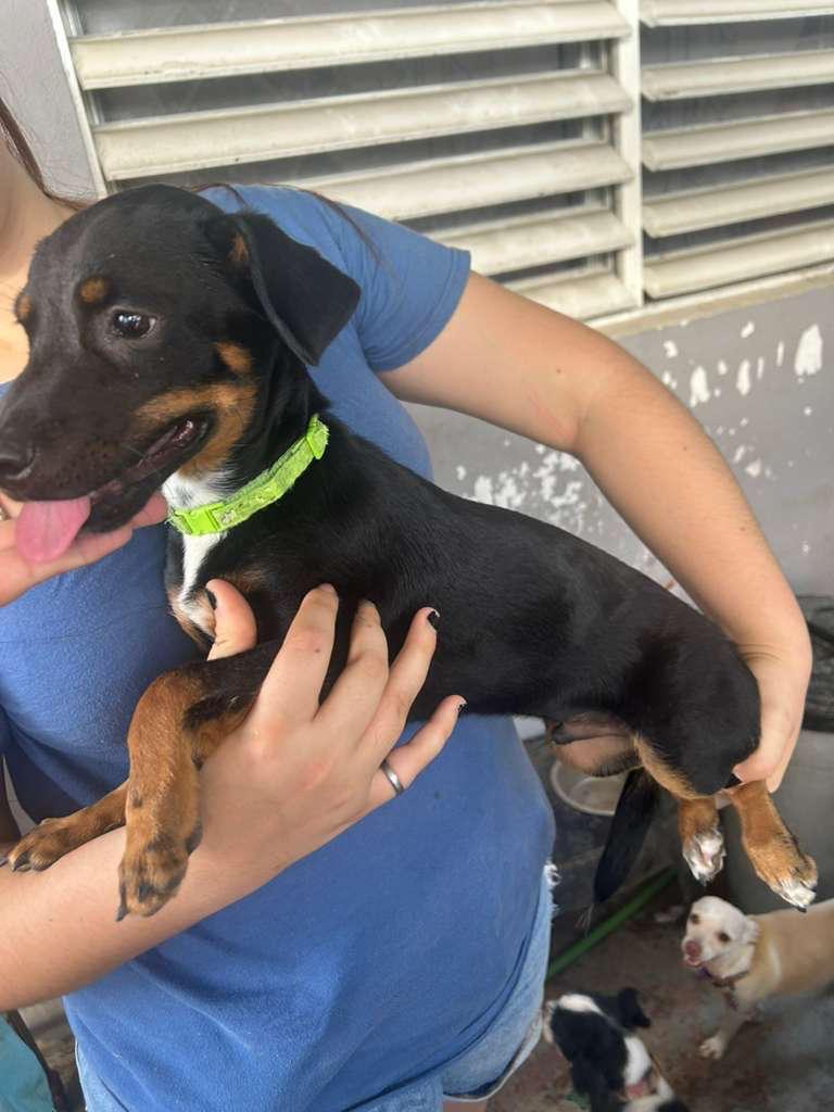 Enlarge Rover, an adopted mixed breed in Falls Church, VA image 6/6