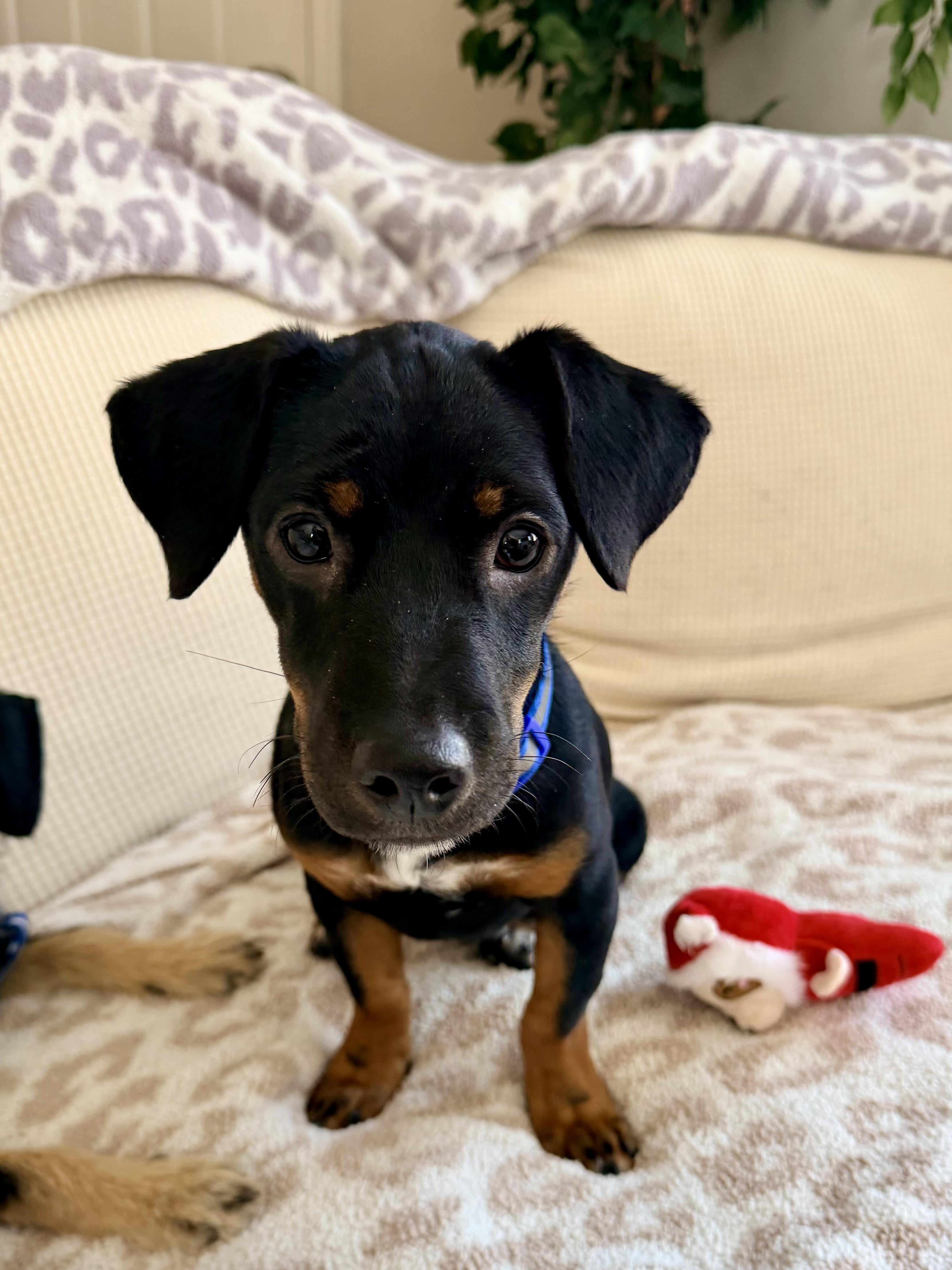 Enlarge Rover, an adopted mixed breed in Falls Church, VA image 2/6