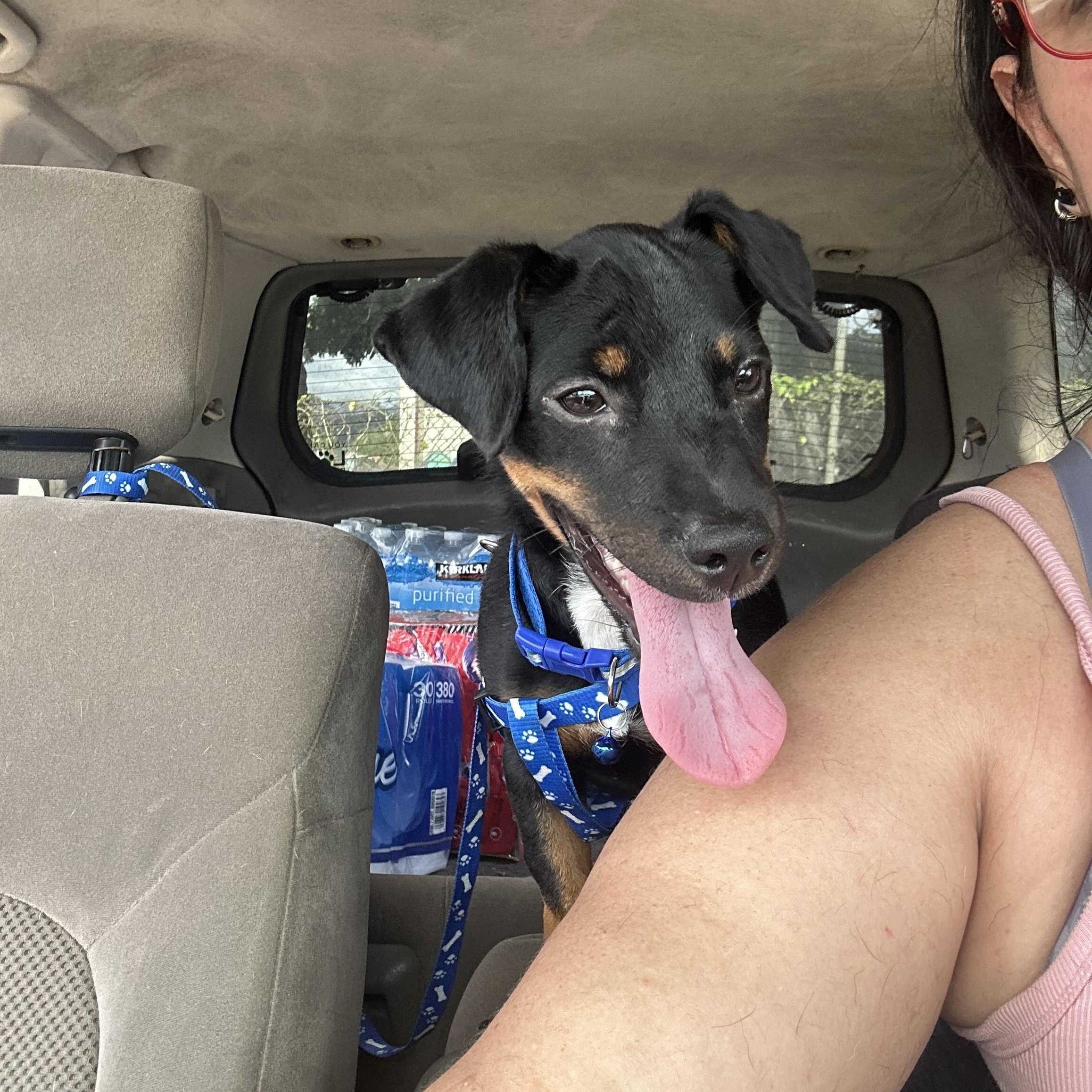 Enlarge Rover, an adopted mixed breed in Falls Church, VA image 5/6