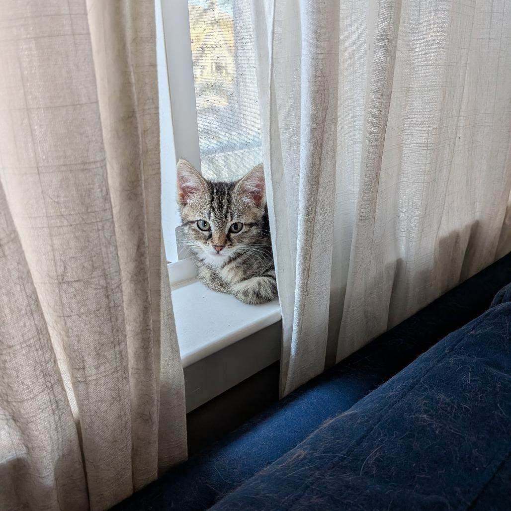 Enlarge Wrap, a Adoptable Domestic Short Hair in Oakland, CA image 2/6