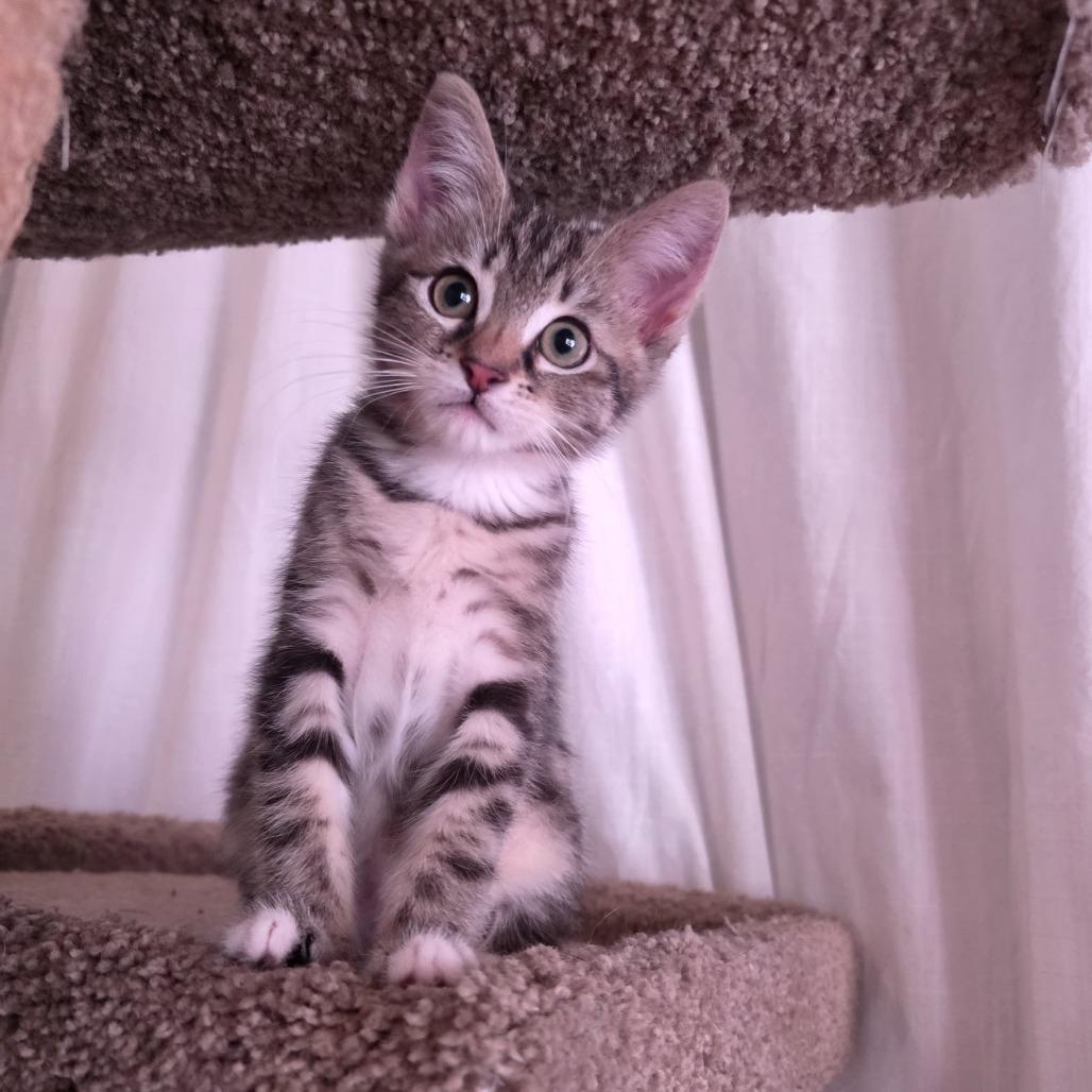Enlarge Wrap, a Adoptable Domestic Short Hair in Oakland, CA image 3/6