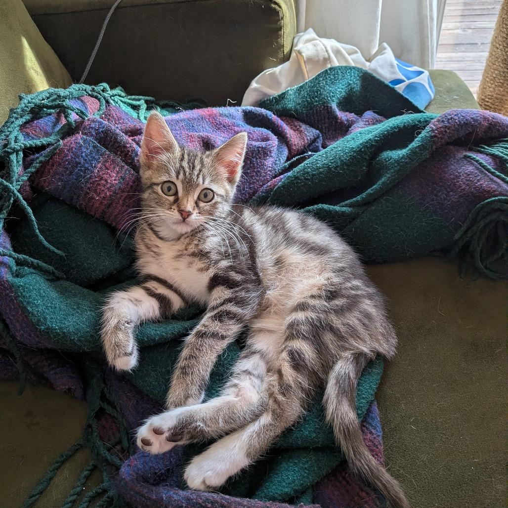 Enlarge Wrap, a Adoptable Domestic Short Hair in Oakland, CA image 4/6
