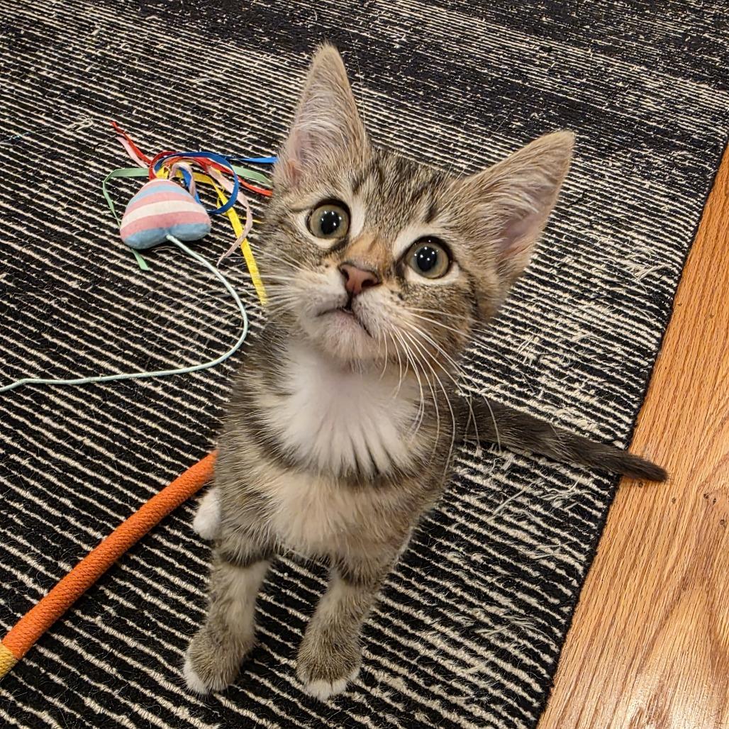 Enlarge Wrap, a Adoptable Domestic Short Hair in Oakland, CA image 5/6