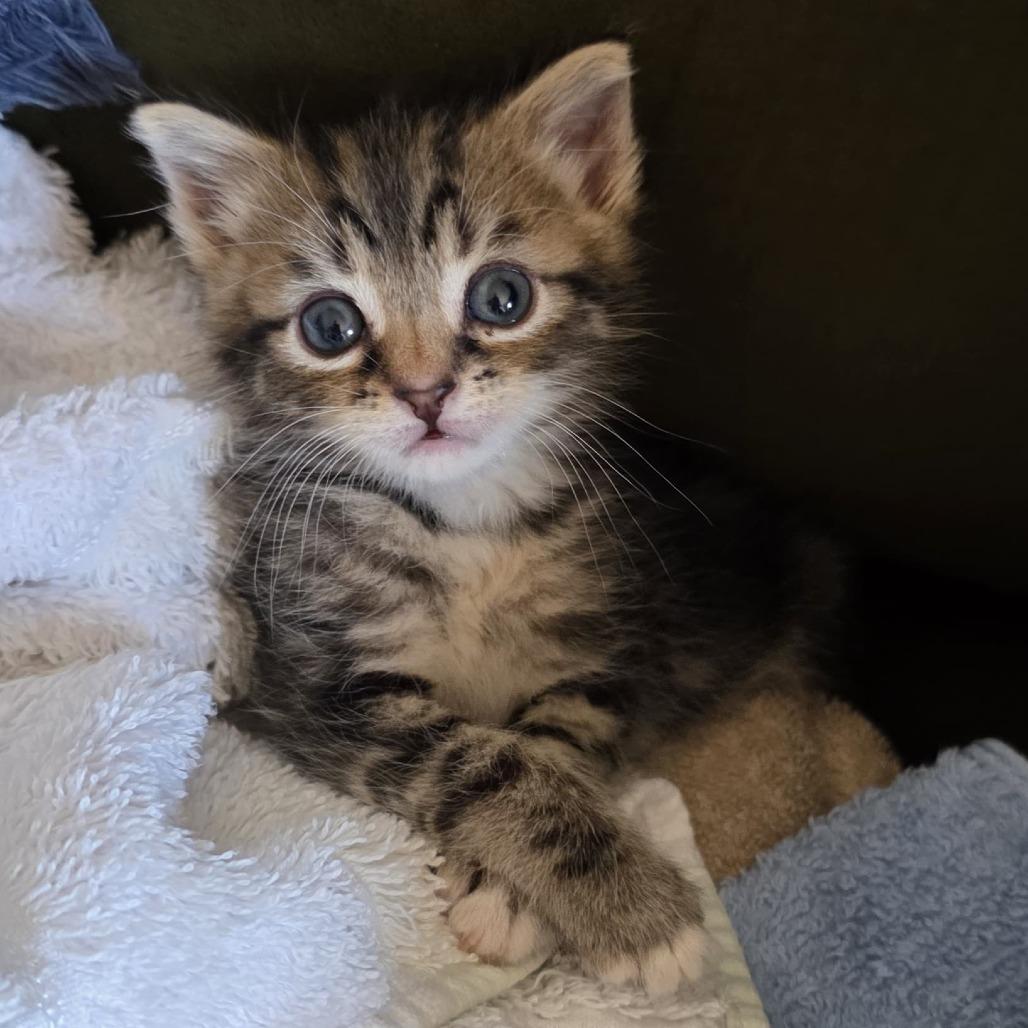 Enlarge Wrap, a Adoptable Domestic Short Hair in Oakland, CA image 6/6