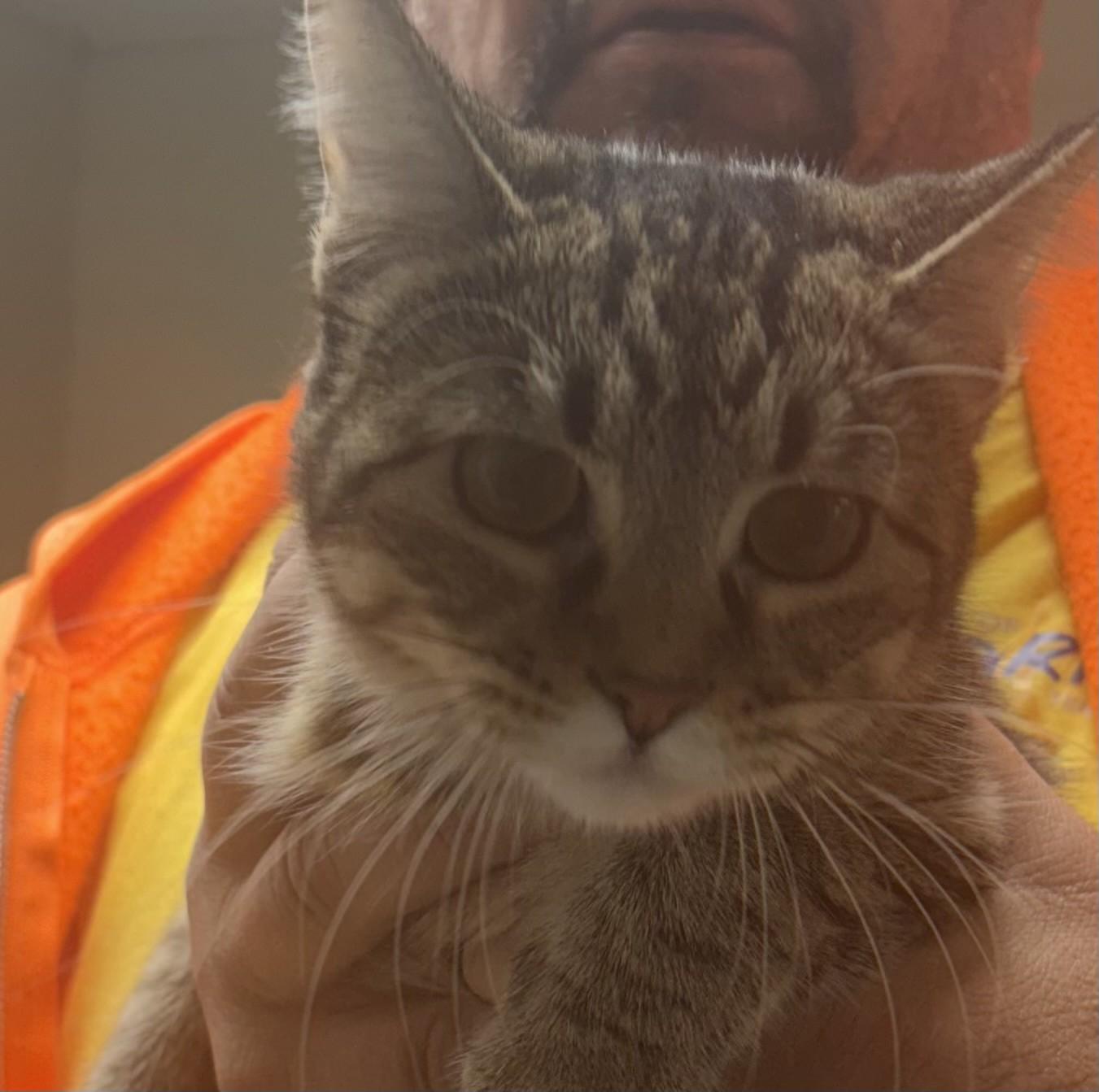 Enlarge SASSY, a Adoptable Domestic Short Hair in Paris , TN image 1/1