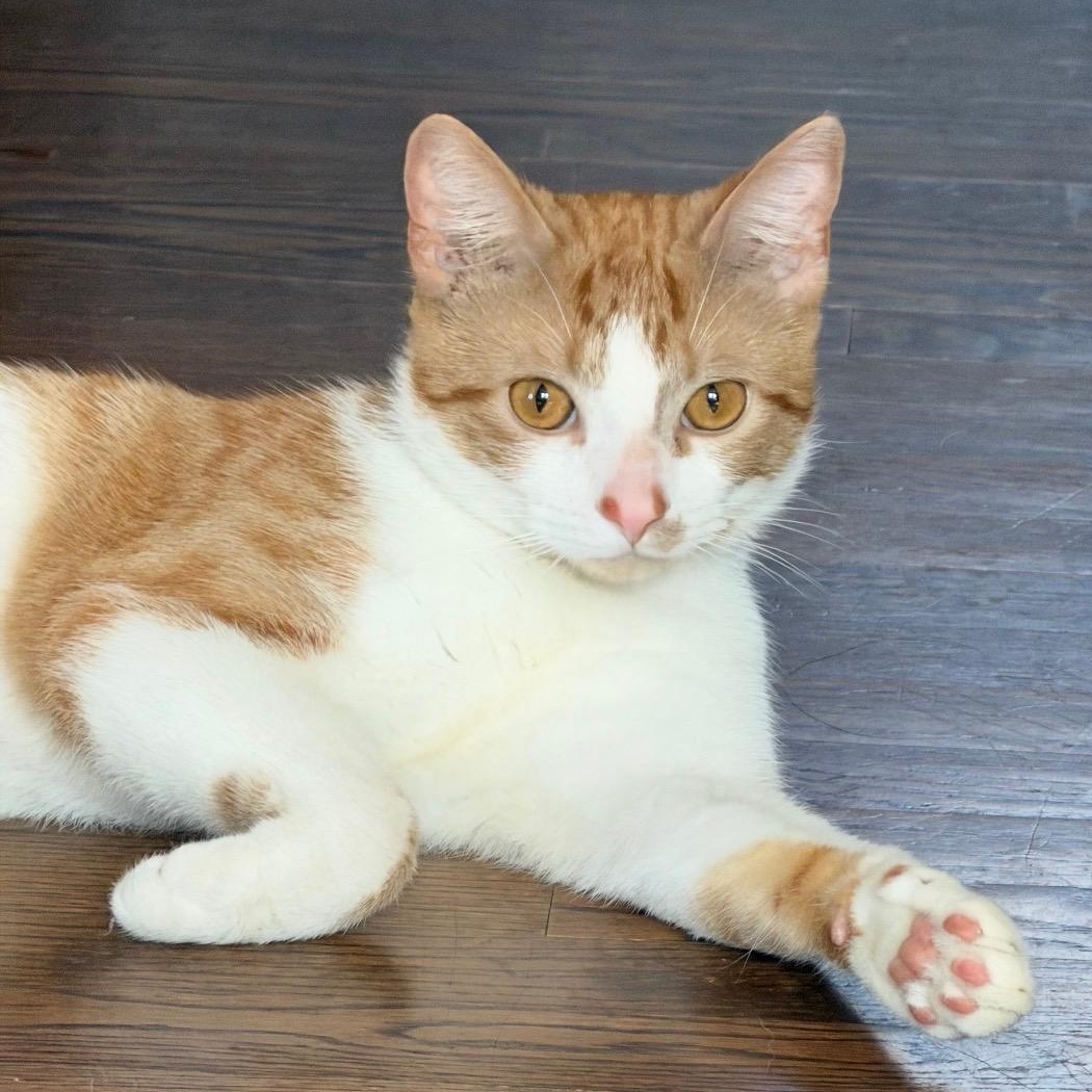 Enlarge Max, a Adoptable Domestic Short Hair in Frederick, MD image 2/5