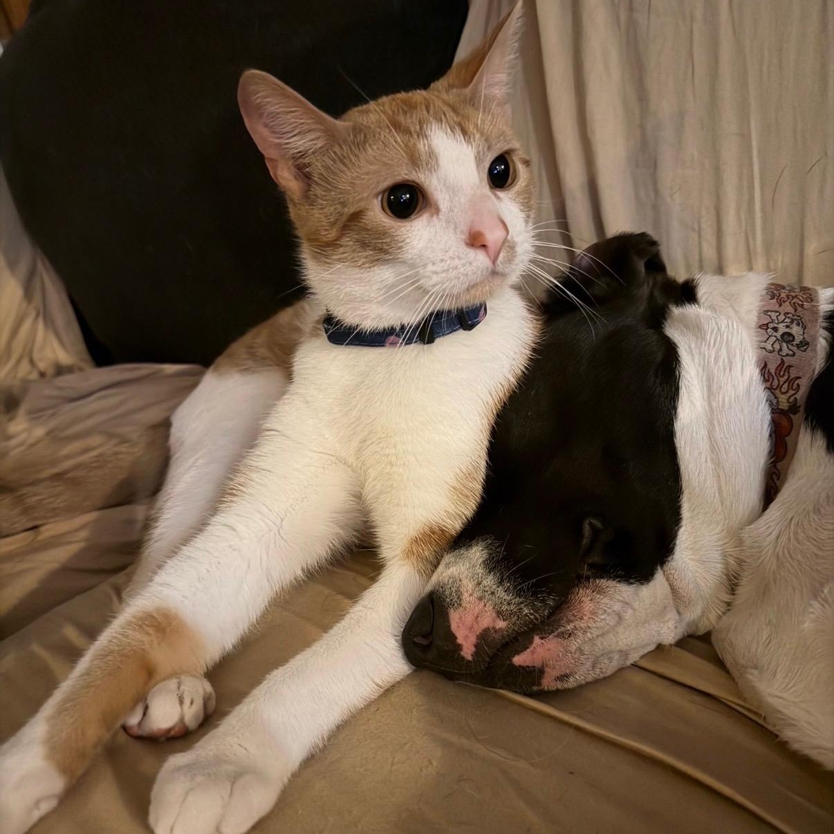 Max, Adoptable, Young Male Domestic Short Hair.