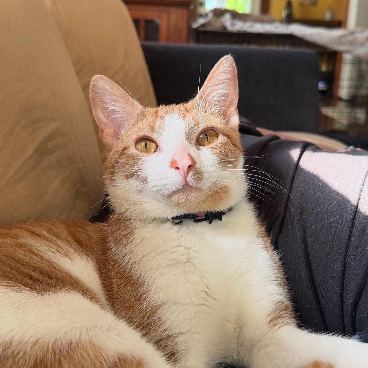 Enlarge Max, a Adoptable Domestic Short Hair in Frederick, MD image 5/5