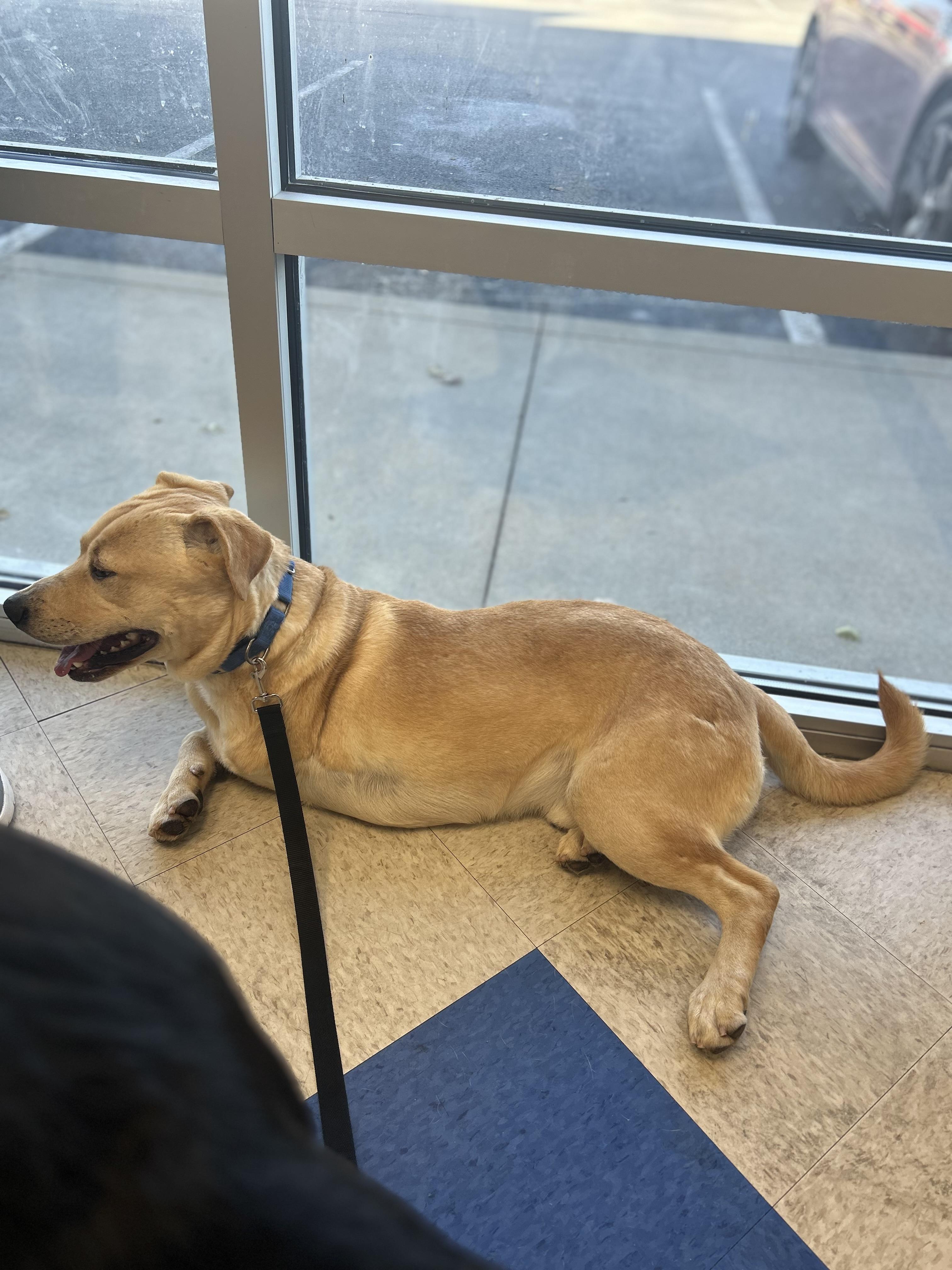 Enlarge Petey, a Adoptable Mixed Breed in Brownstown, IN image 2/4