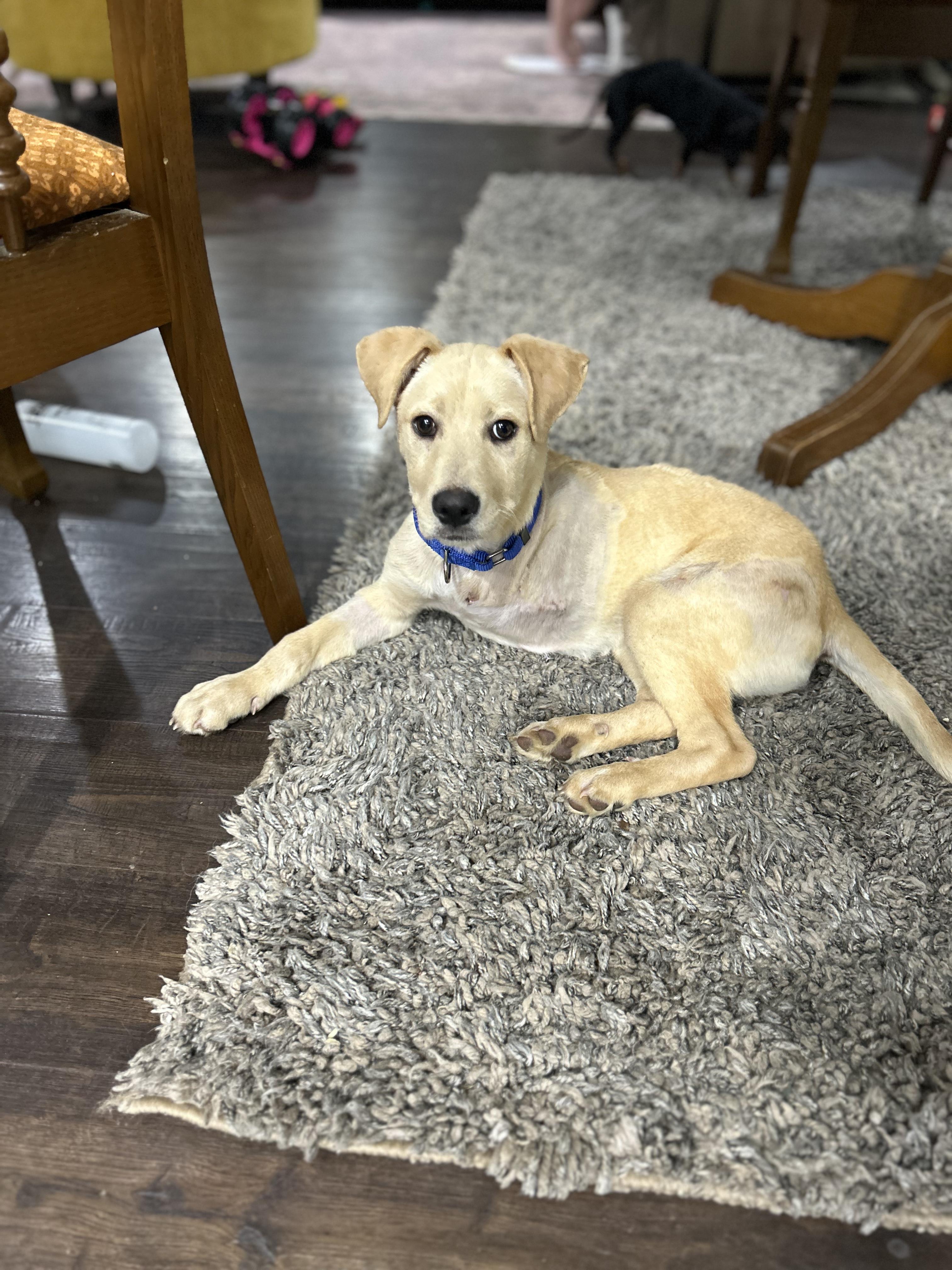 Enlarge Petey, a Adoptable Mixed Breed in Brownstown, IN image 3/4