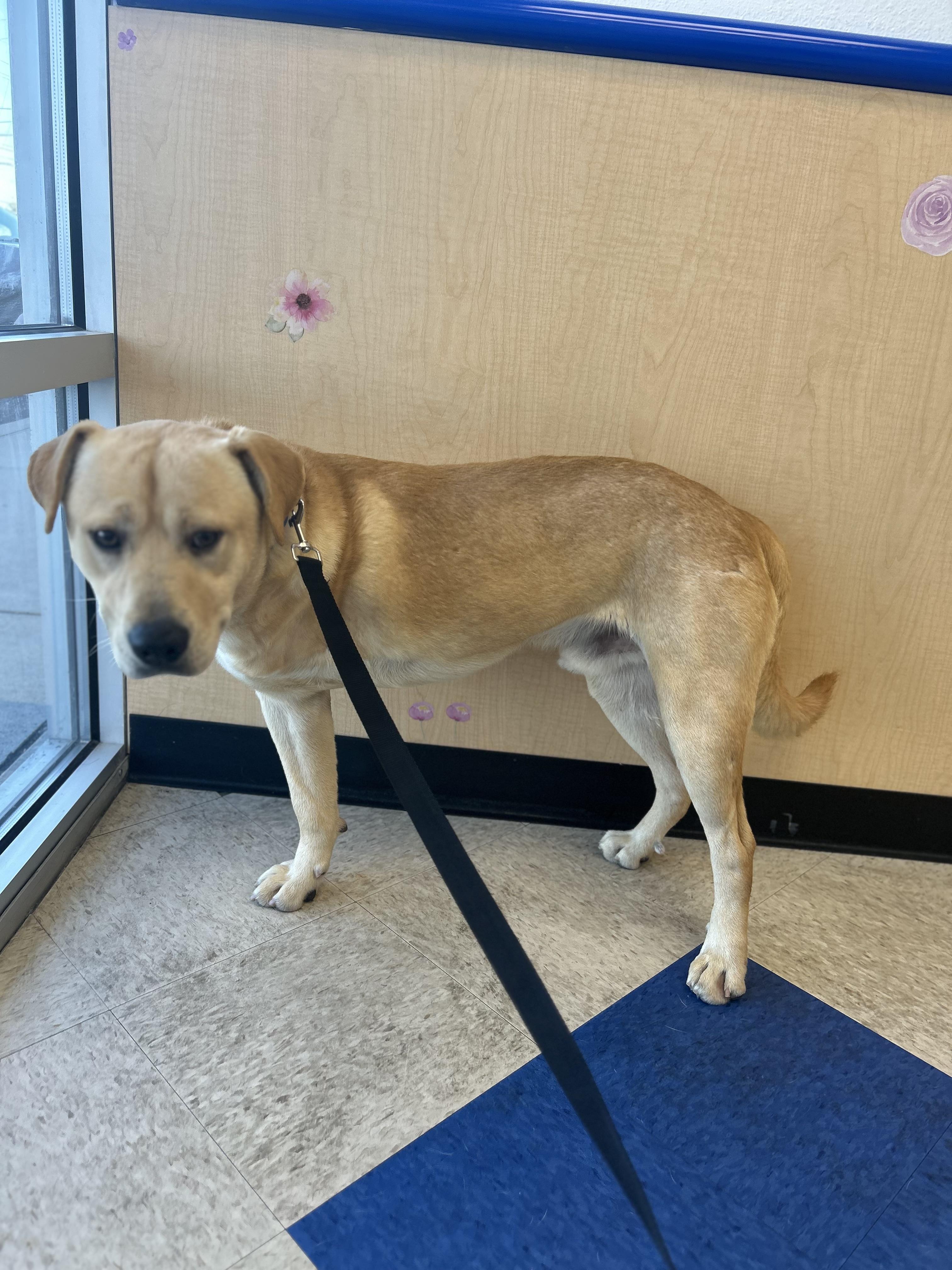 Petey, Adoptable, Puppy Male Mixed Breed.