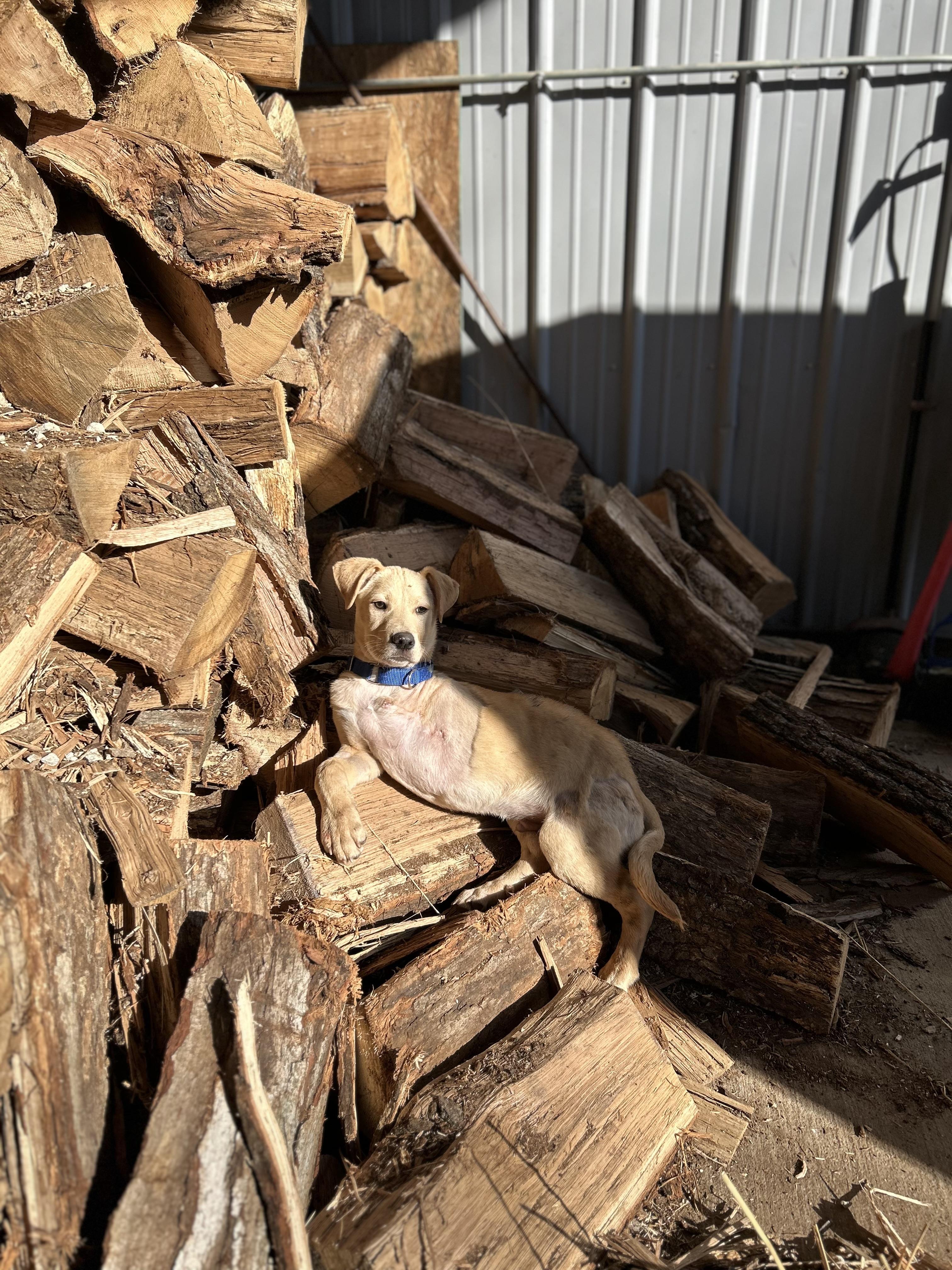 Enlarge Petey, a Adoptable Mixed Breed in Brownstown, IN image 4/4