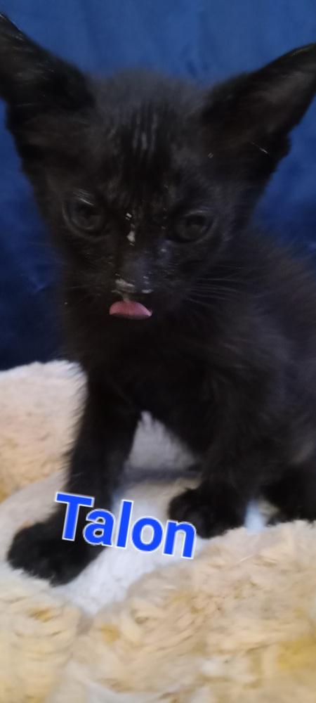 Talon, Adoptable, Kitten Male Domestic Short Hair.