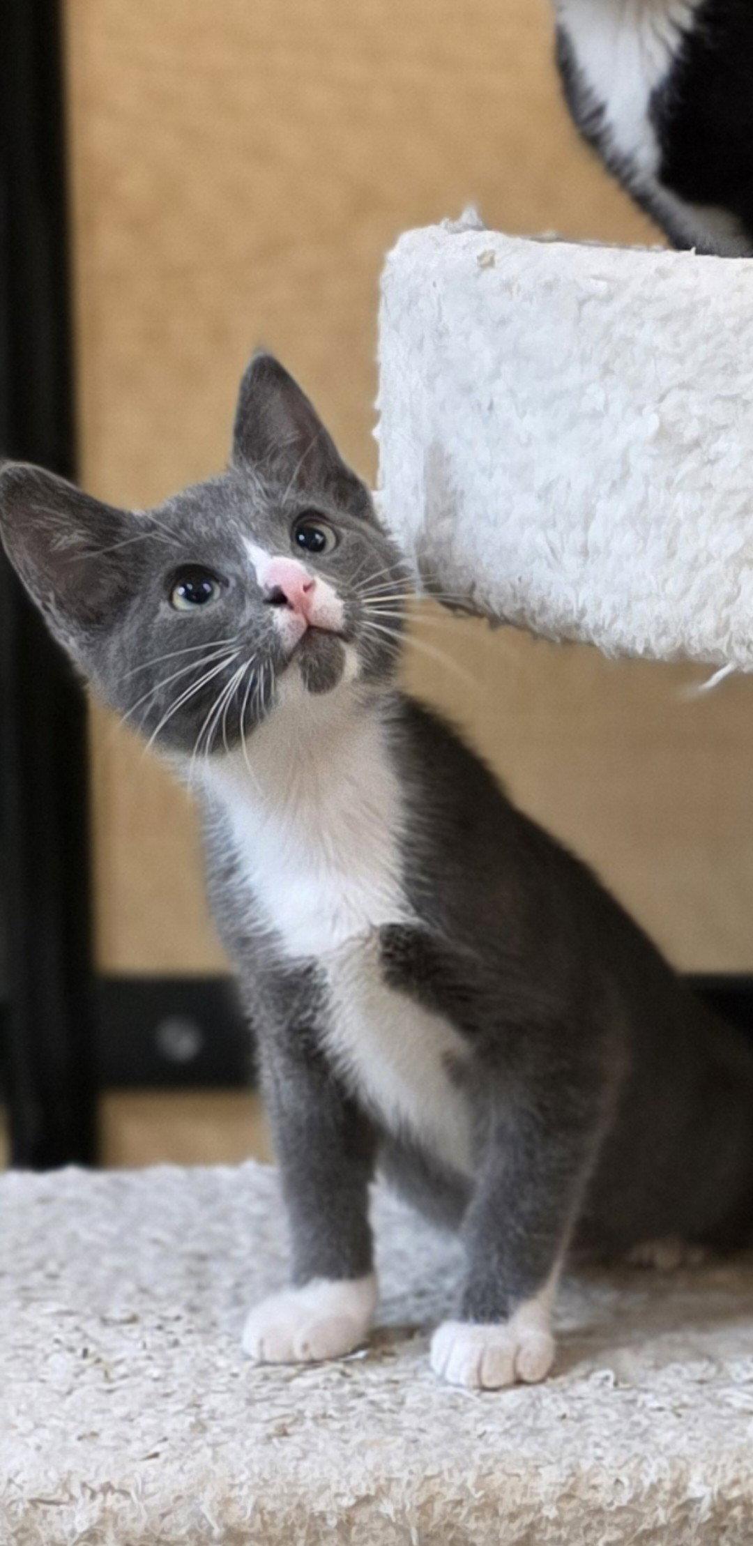 Louie, Adoptable, Kitten Male Domestic Short Hair.