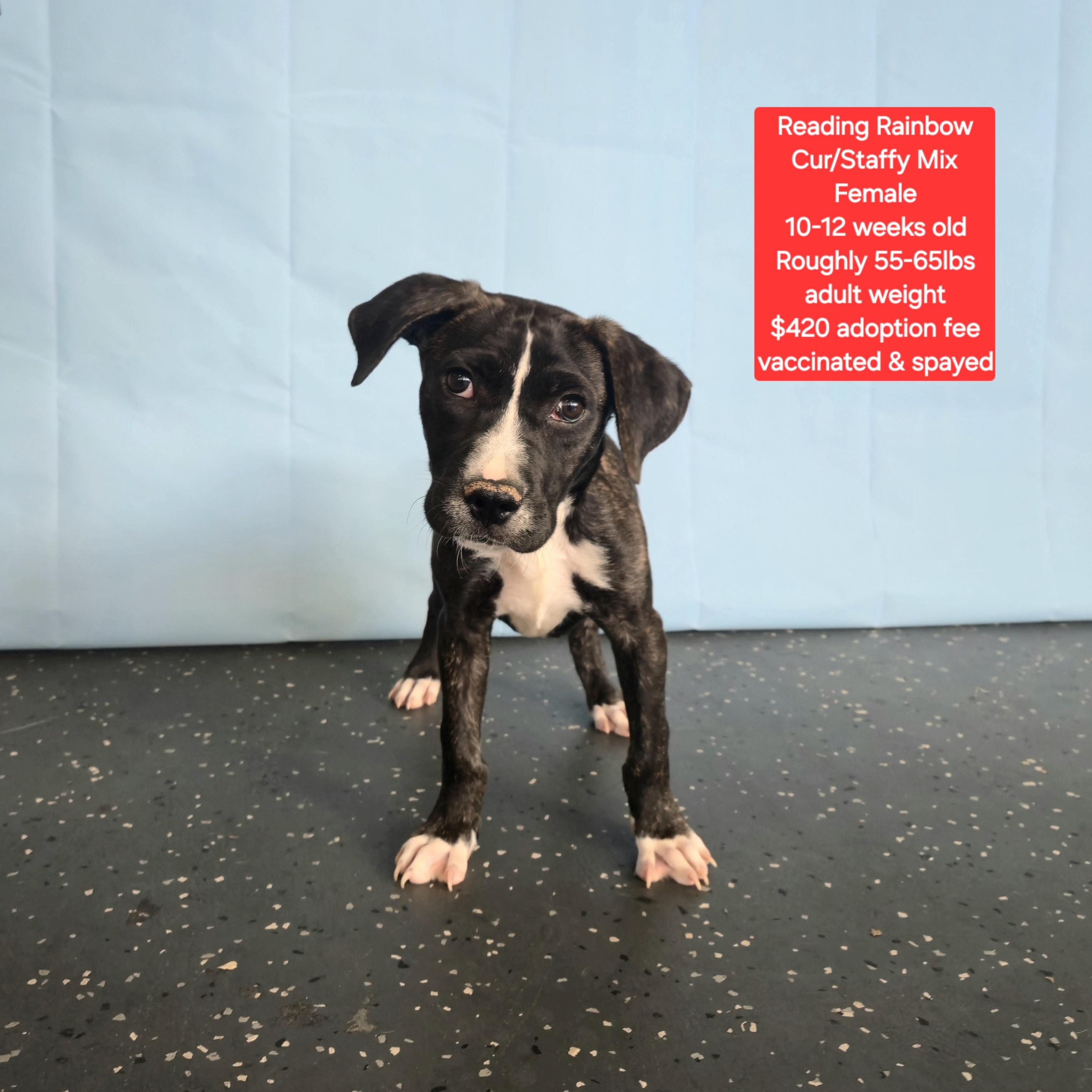 Reading Rainbow , ADOPTABLE, Puppy Female Black Mouth Cur & Staffordshire Bull Terrier.