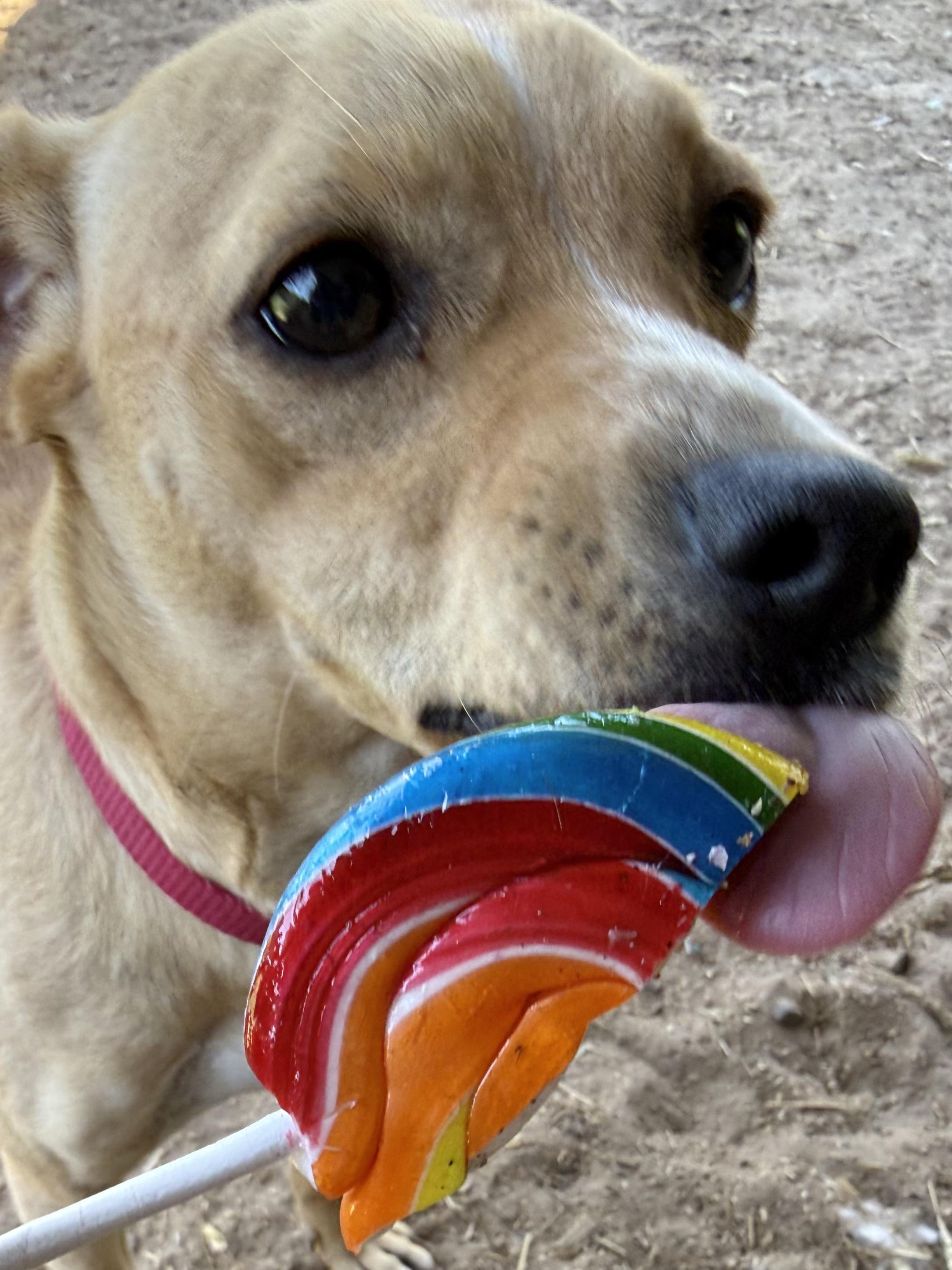 Enlarge Tiramisu, a Adoptable mixed breed in South Saint Paul, MN image 4/6