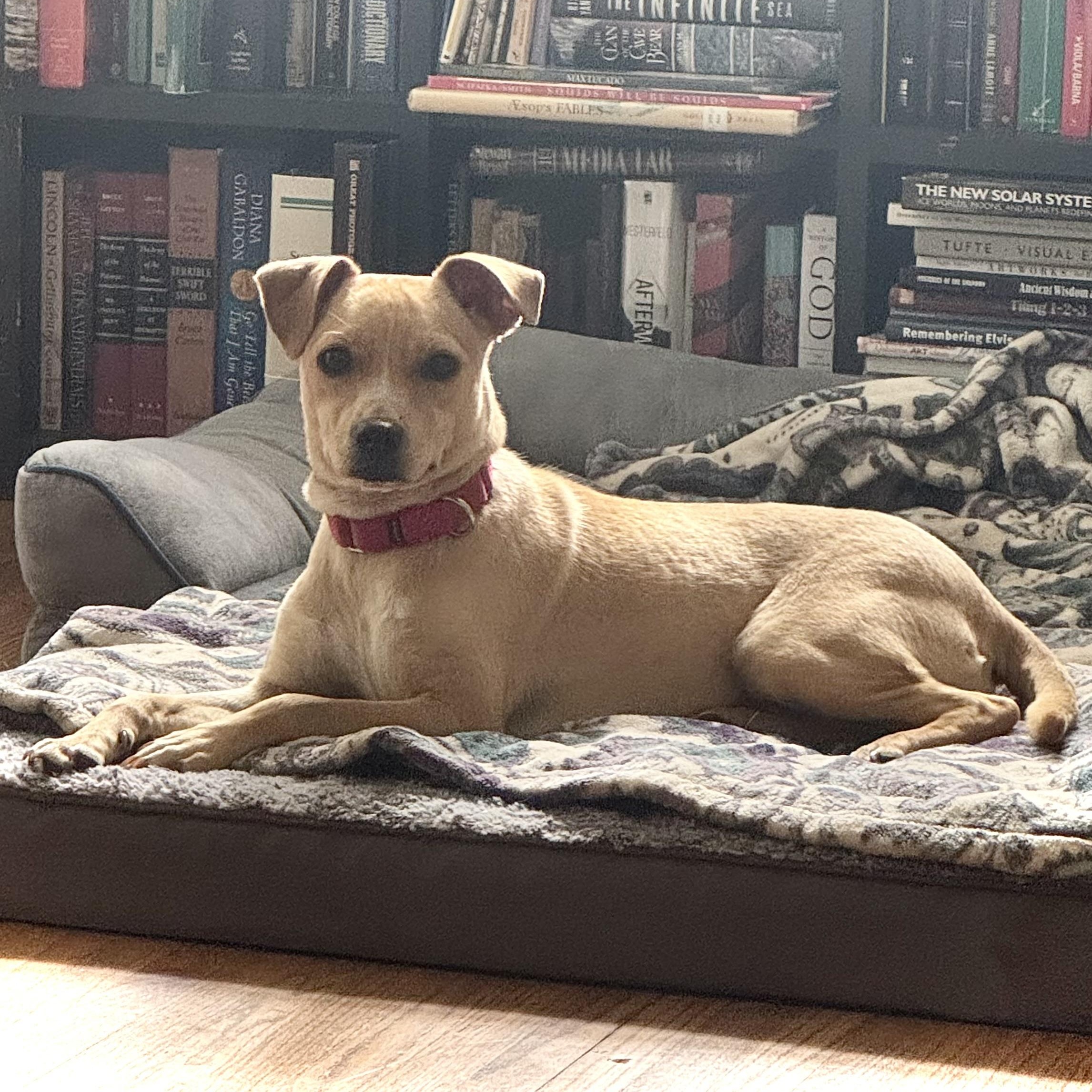 Tiramisu, Adoptable, Puppy Female Chihuahua & Pug.