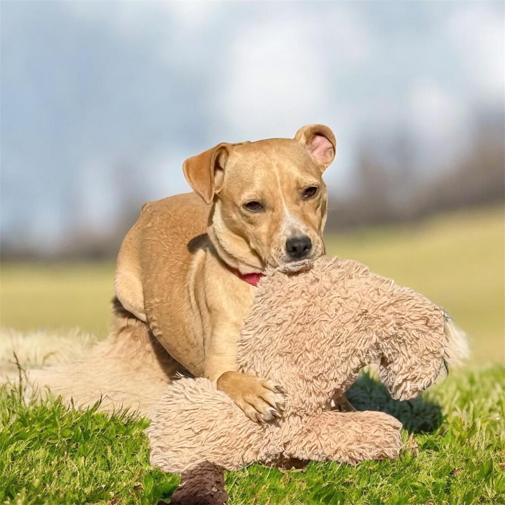 Enlarge Tiramisu, a Adoptable mixed breed in South Saint Paul, MN image 3/6