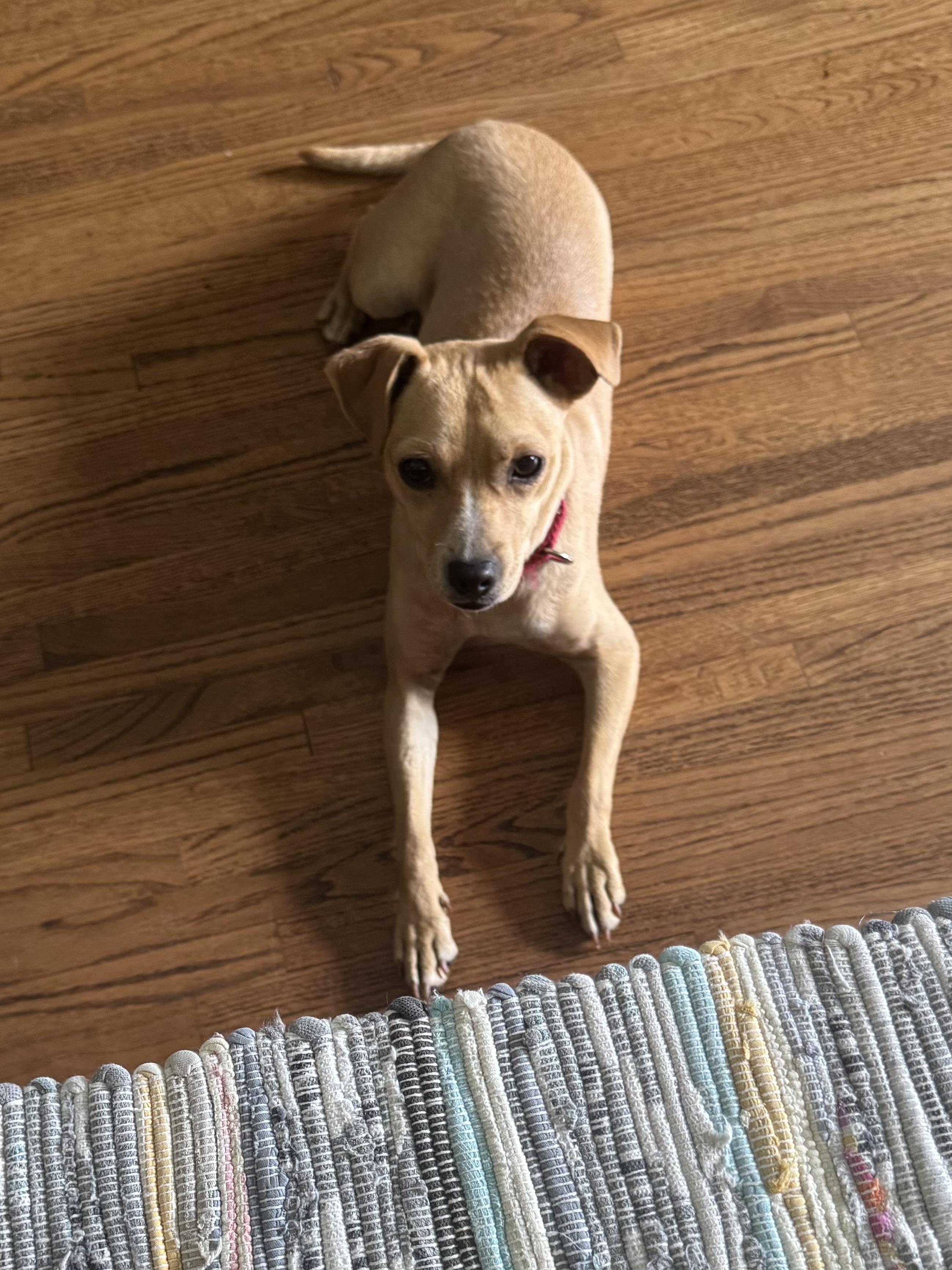 Enlarge Tiramisu, a Adoptable mixed breed in South Saint Paul, MN image 5/6