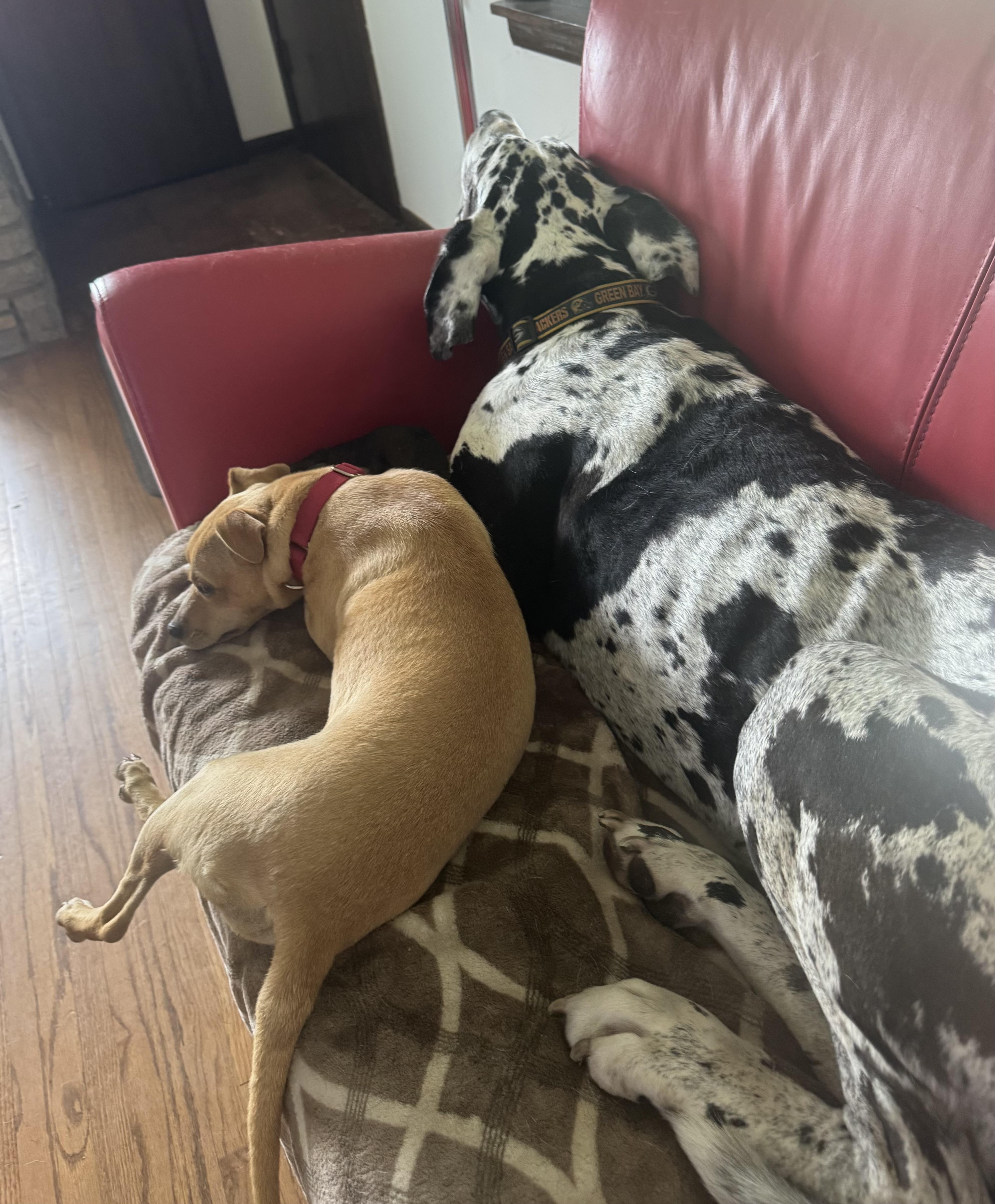 Enlarge Tiramisu, a Adoptable mixed breed in South Saint Paul, MN image 6/6
