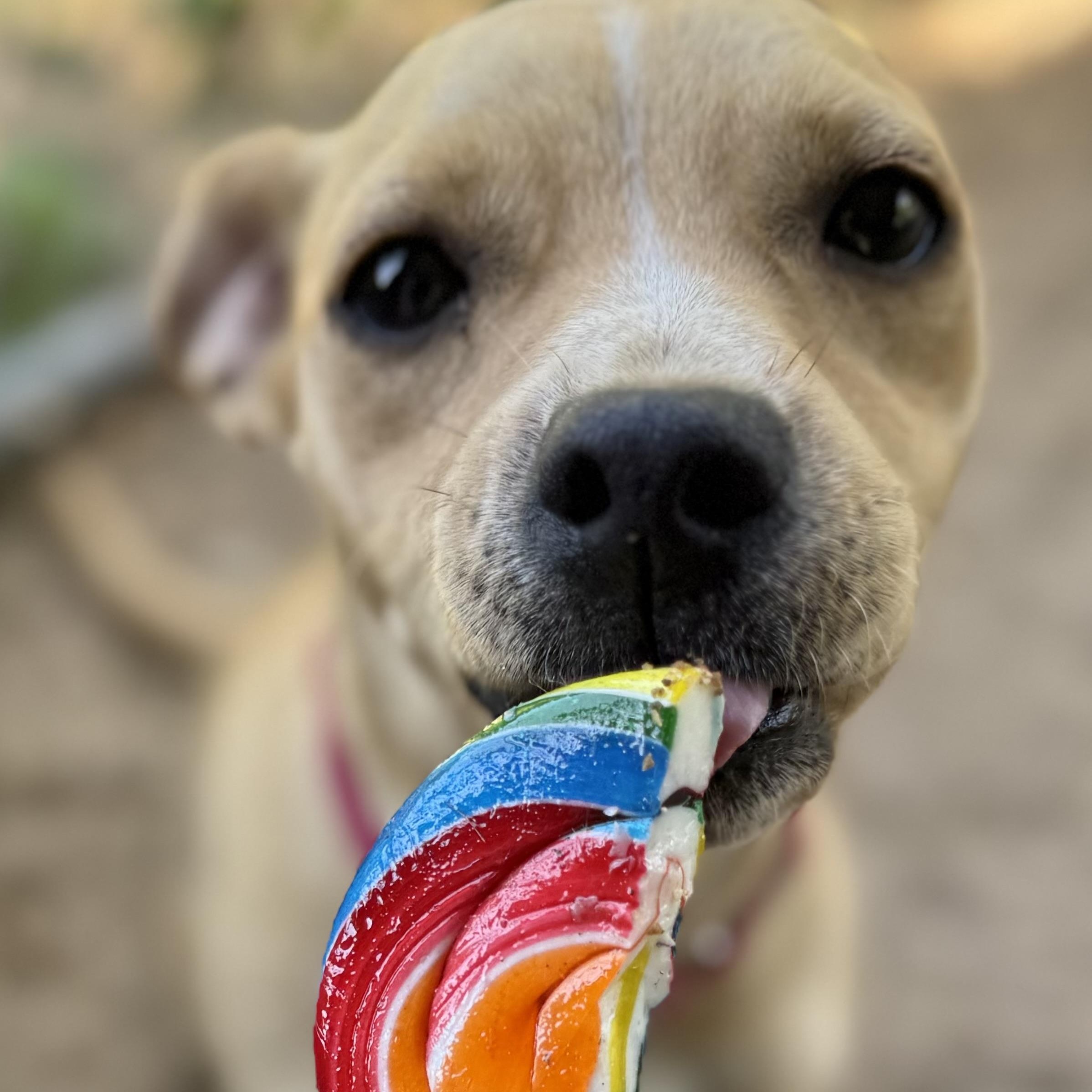 Enlarge Tiramisu, a Adoptable mixed breed in South Saint Paul, MN image 2/6