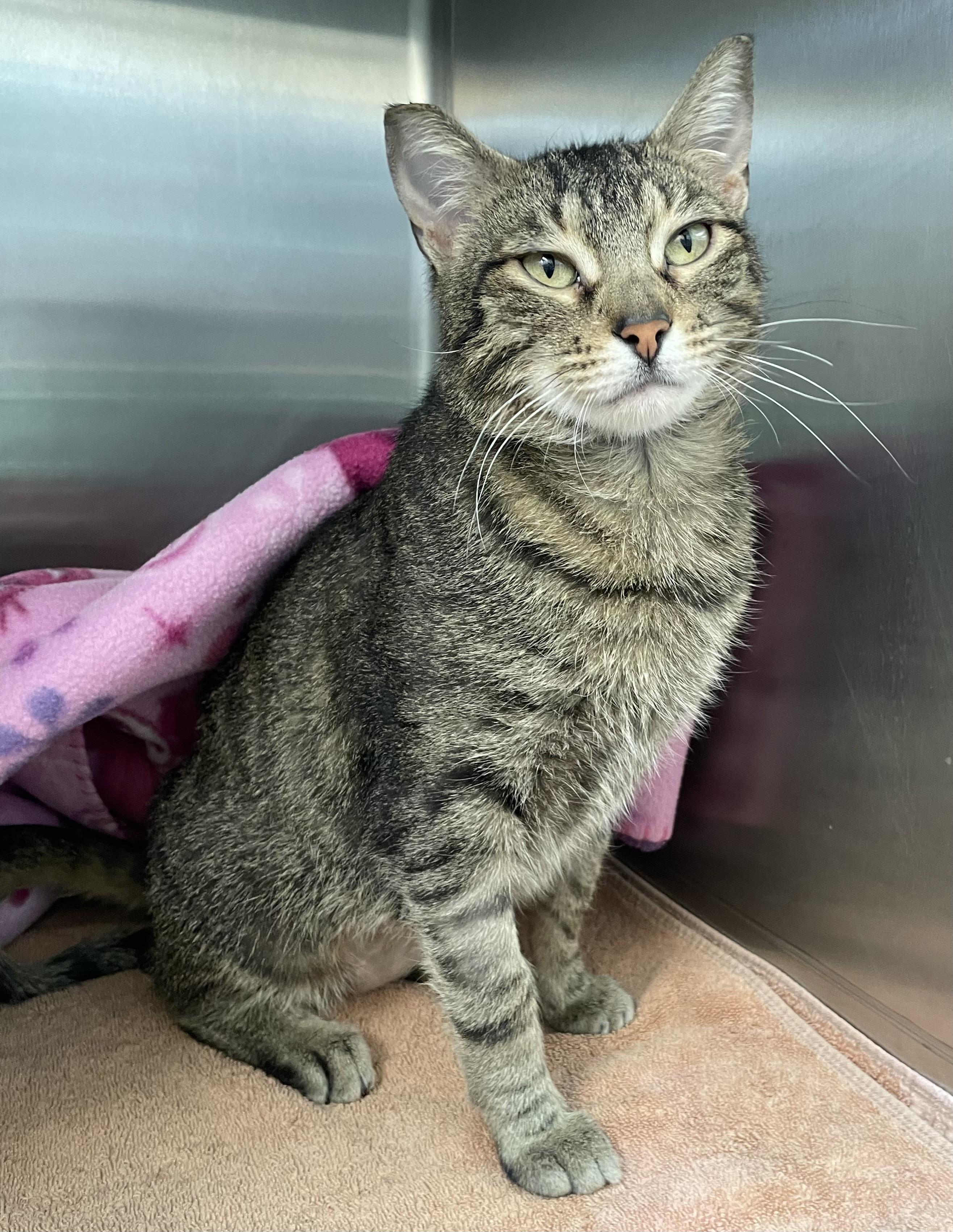 Sweets, ADOPTABLE, Young Female Domestic Short Hair & Tabby.