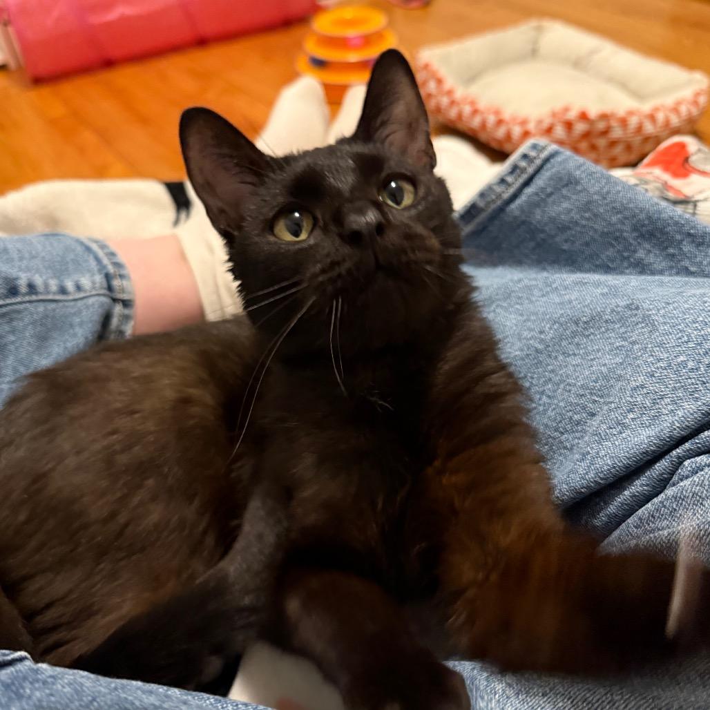 Enlarge Twill, a ADOPTABLE Domestic Short Hair in Evanston, IL image 5/6