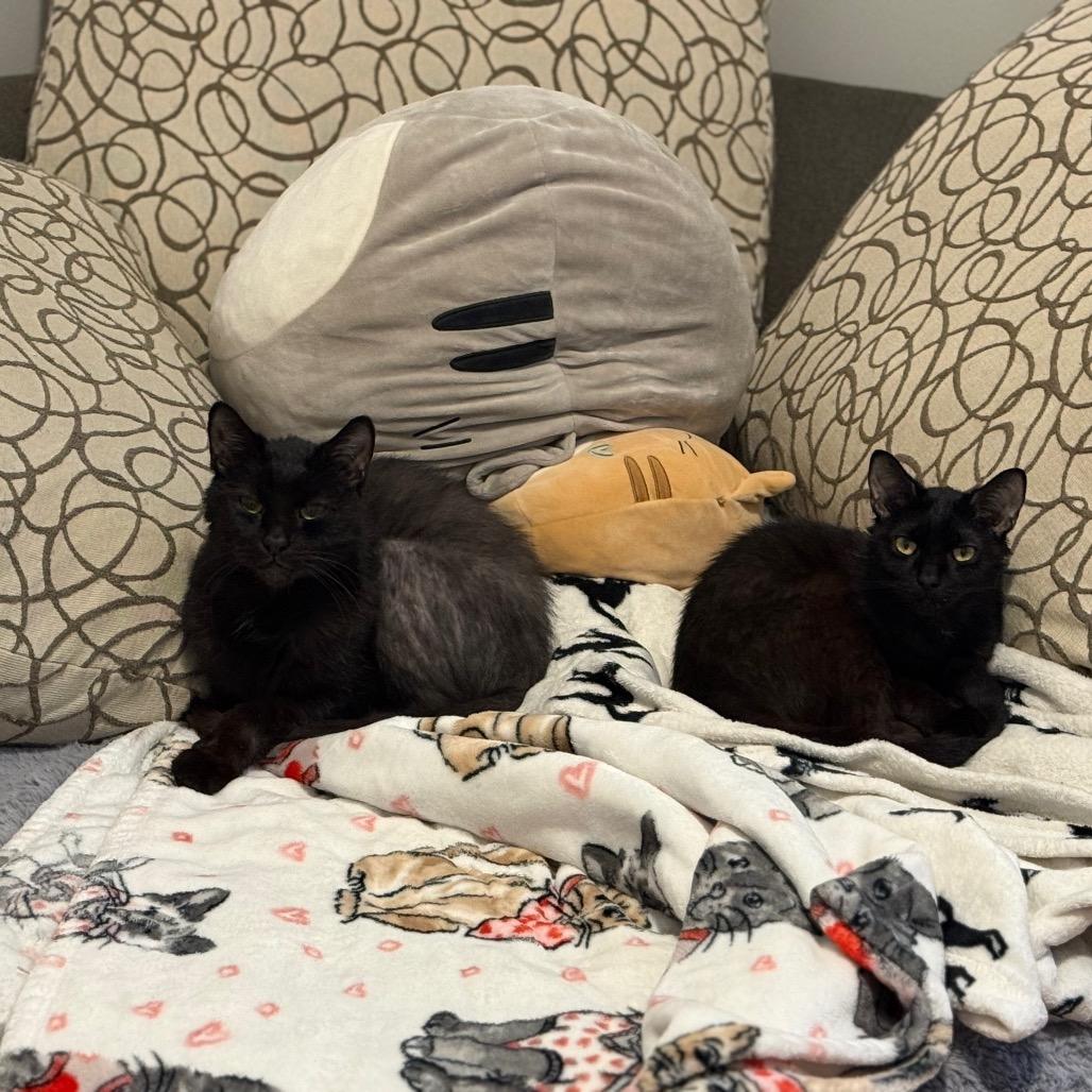 Enlarge Twill, a ADOPTABLE Domestic Short Hair in Evanston, IL image 2/6