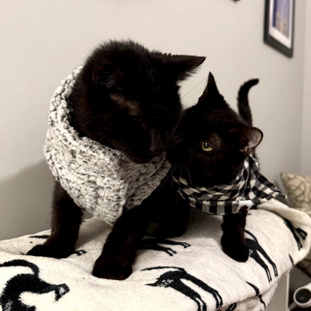 Enlarge Twill, a ADOPTABLE Domestic Short Hair in Evanston, IL image 6/6