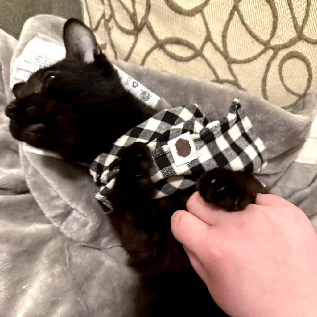 Enlarge Twill, a ADOPTABLE Domestic Short Hair in Evanston, IL image 4/6