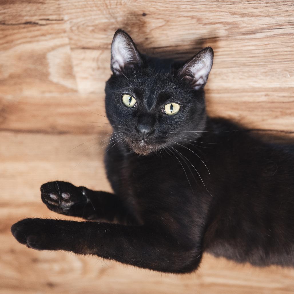 Enlarge Twill, a ADOPTABLE Domestic Short Hair in Evanston, IL image 3/6