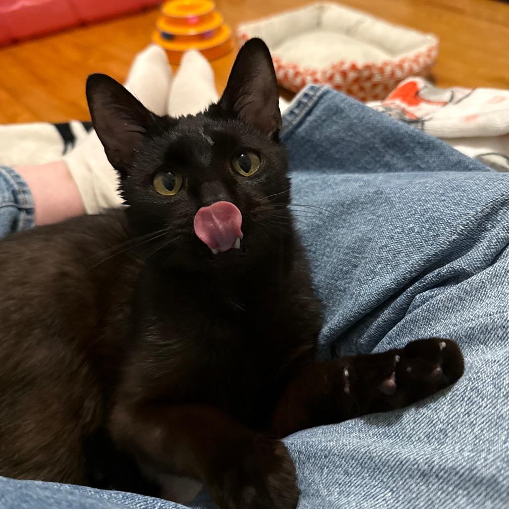 Twill, ADOPTABLE, Adult Male Domestic Short Hair.