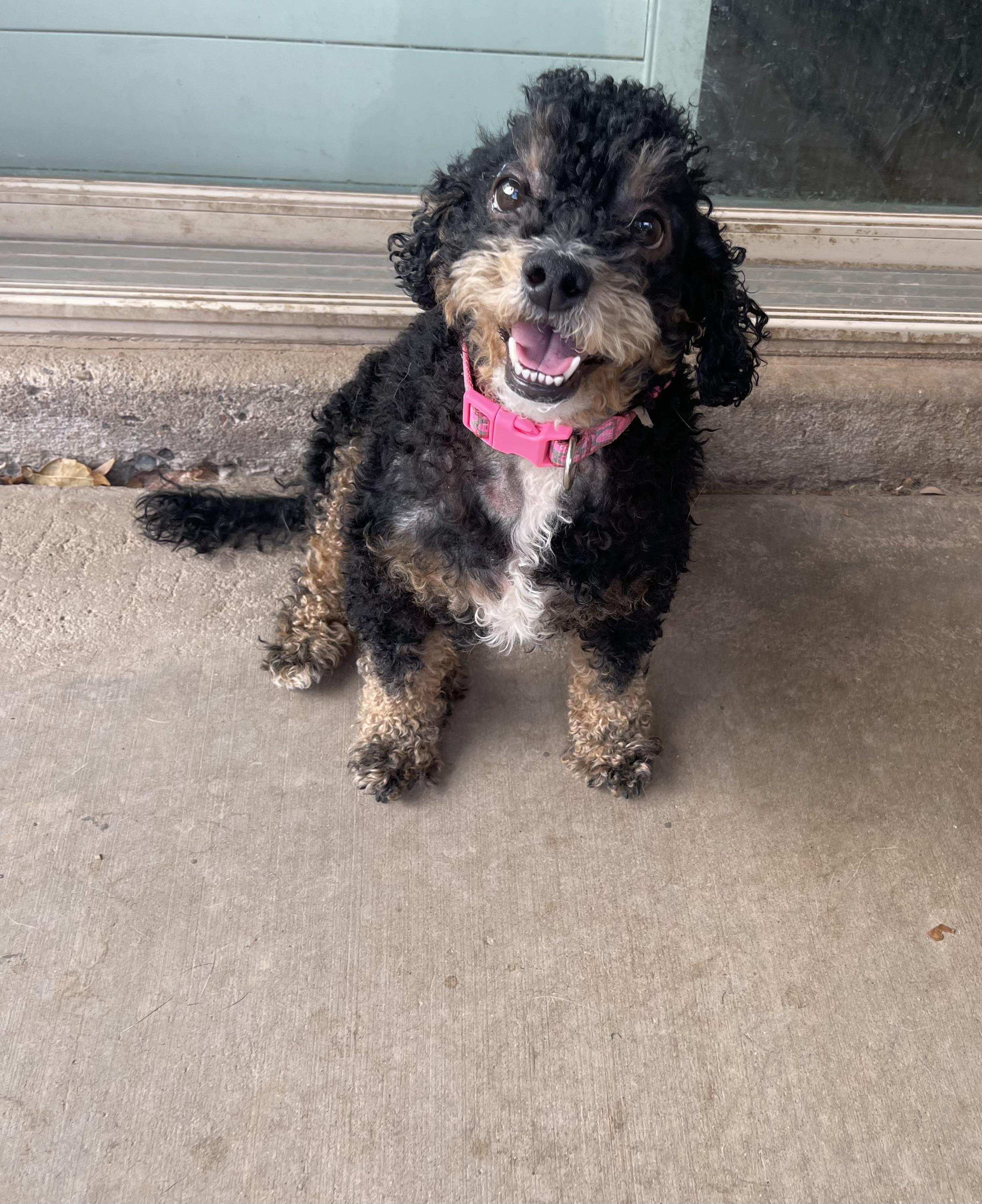 Molly, ADOPTABLE, Adult Female Cockapoo.