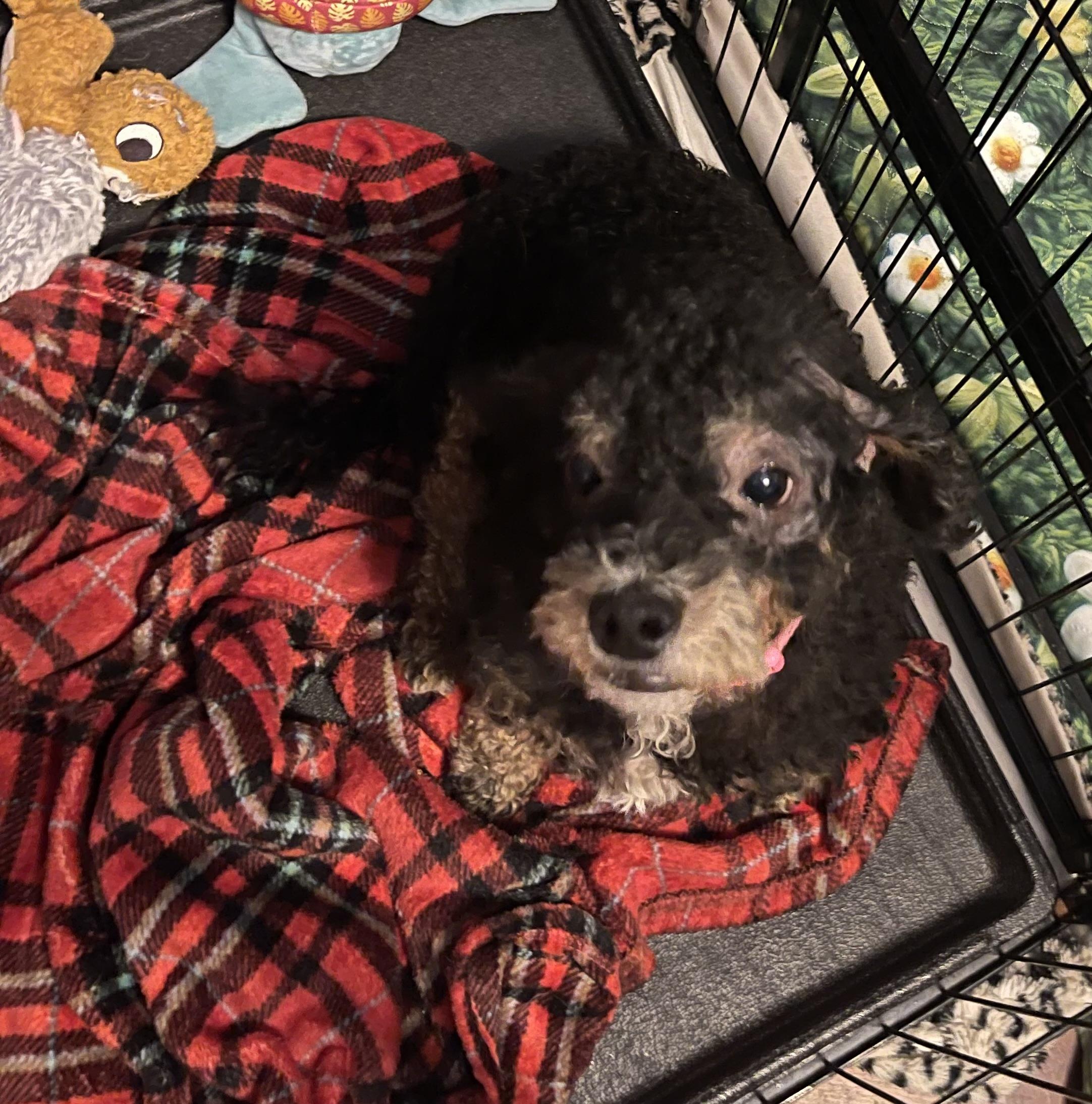 Enlarge Molly, a ADOPTABLE Miniature Poodle in Chandler, AZ image 3/3