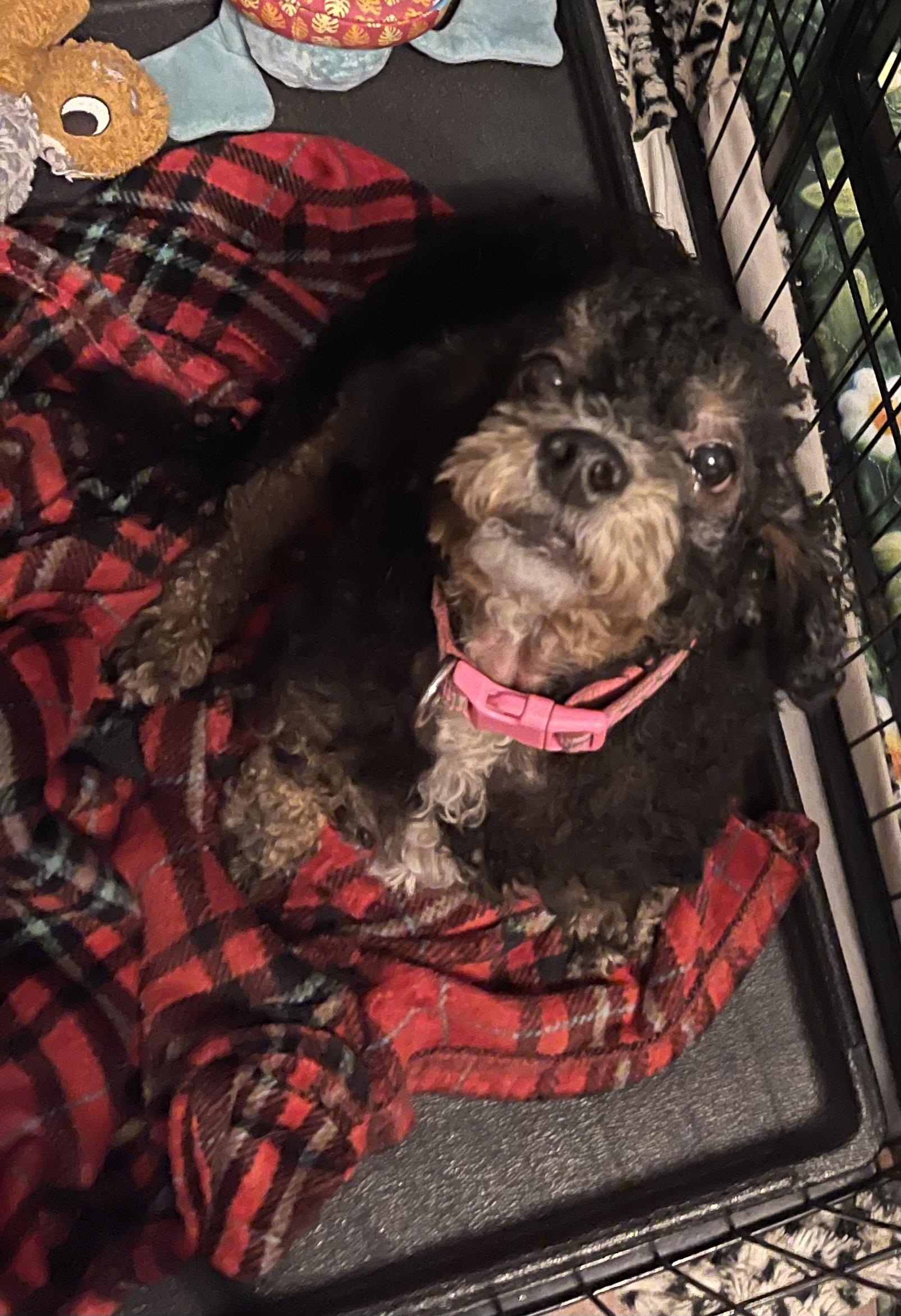 Enlarge Molly, a ADOPTABLE Miniature Poodle in Chandler, AZ image 1/3