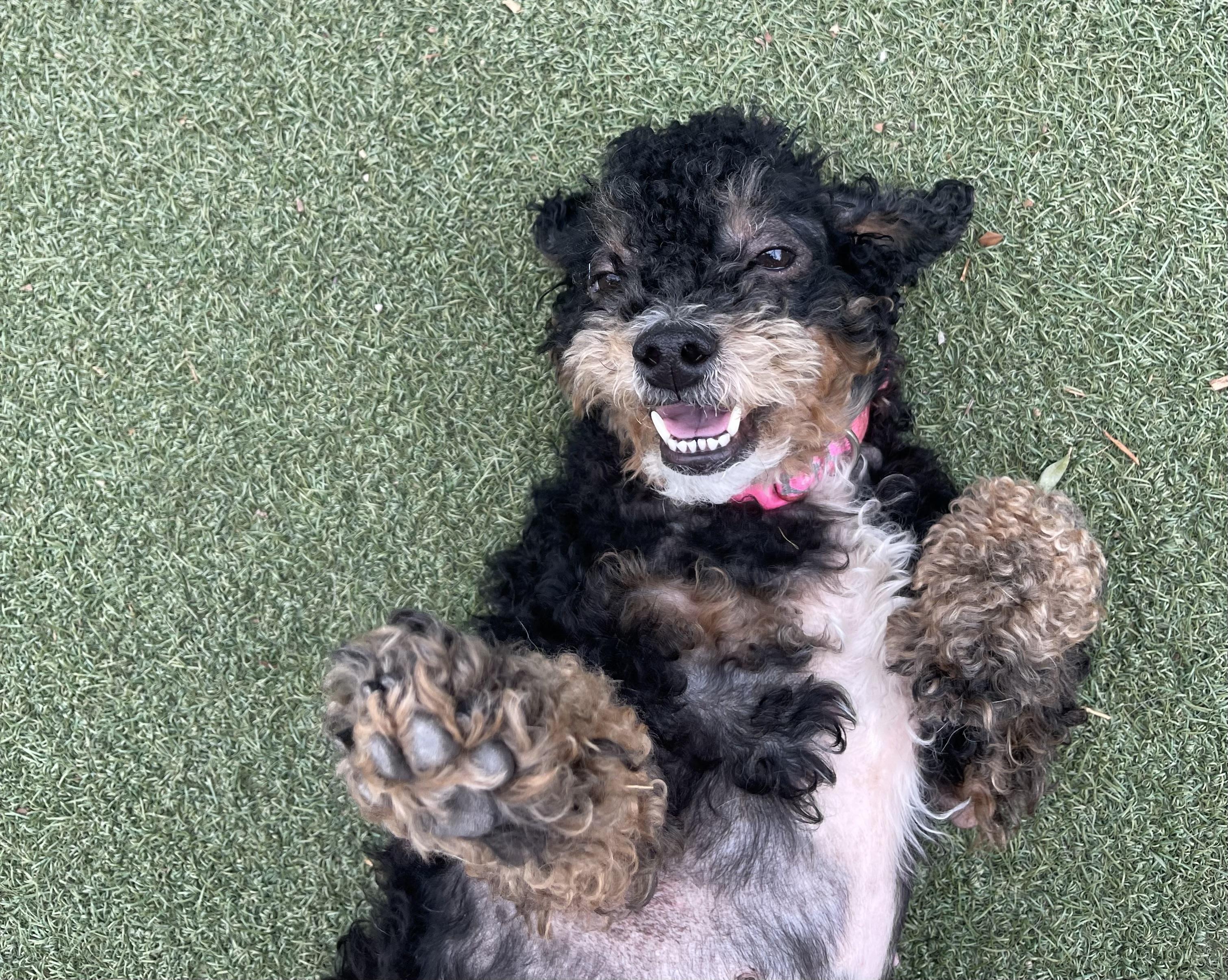 Molly, a ADOPTABLE mixed breed in Chandler, AZ image 3/4