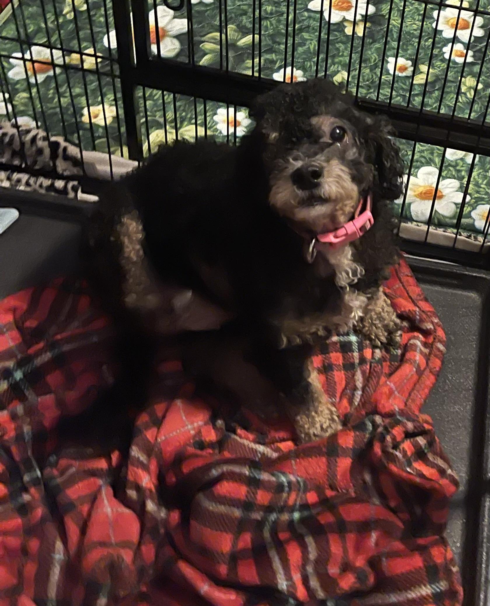 Enlarge Molly, a ADOPTABLE Miniature Poodle in Chandler, AZ image 2/3