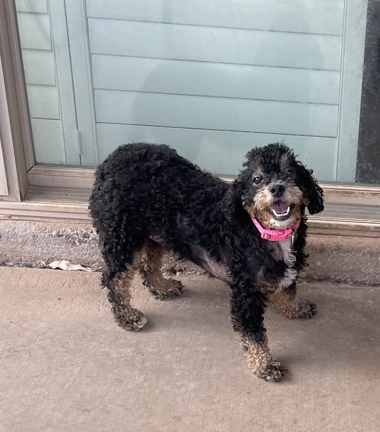 Molly, a ADOPTABLE mixed breed in Chandler, AZ image 4/4