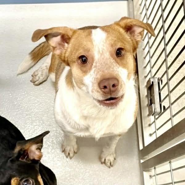 Ellie, ADOPTABLE, Young Female Australian Cattle Dog / Blue Heeler & Beagle.